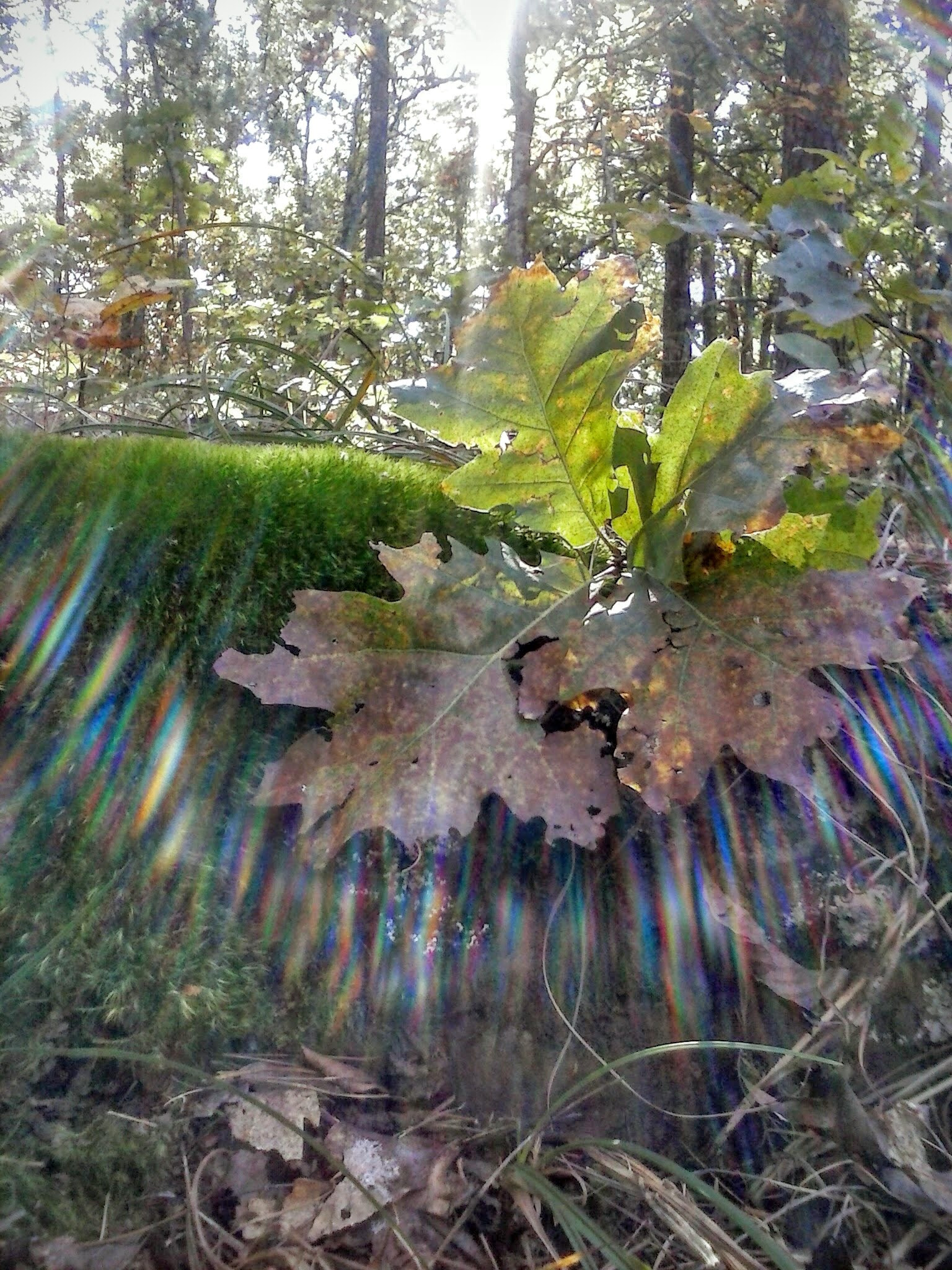 LG OPTIMUS L3 II sample photo. October in the ouachita mountains ii photography