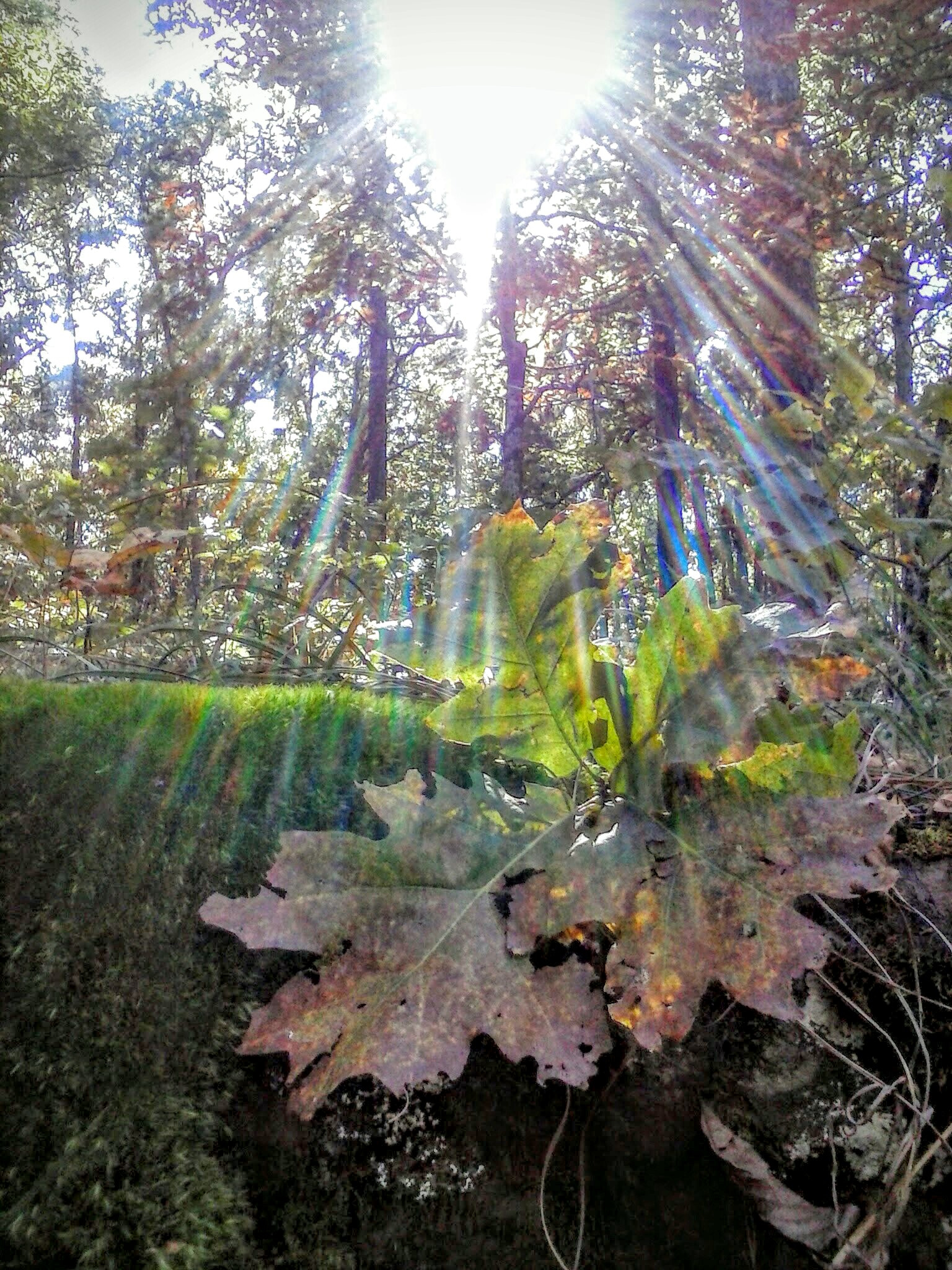 LG OPTIMUS L3 II sample photo. October in the ouachita mountains i photography
