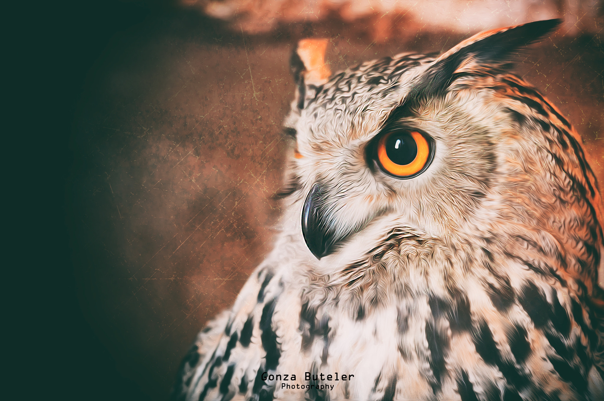 Nikon D300 + AF Nikkor 50mm f/1.8 sample photo. Owl photography