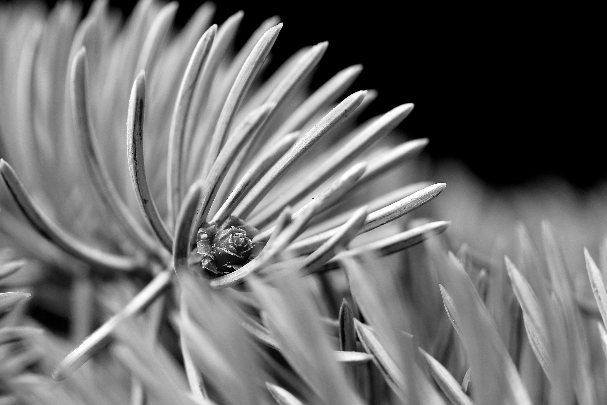 Canon EF 100mm F2.8 Macro USM sample photo. Pino 2 photography