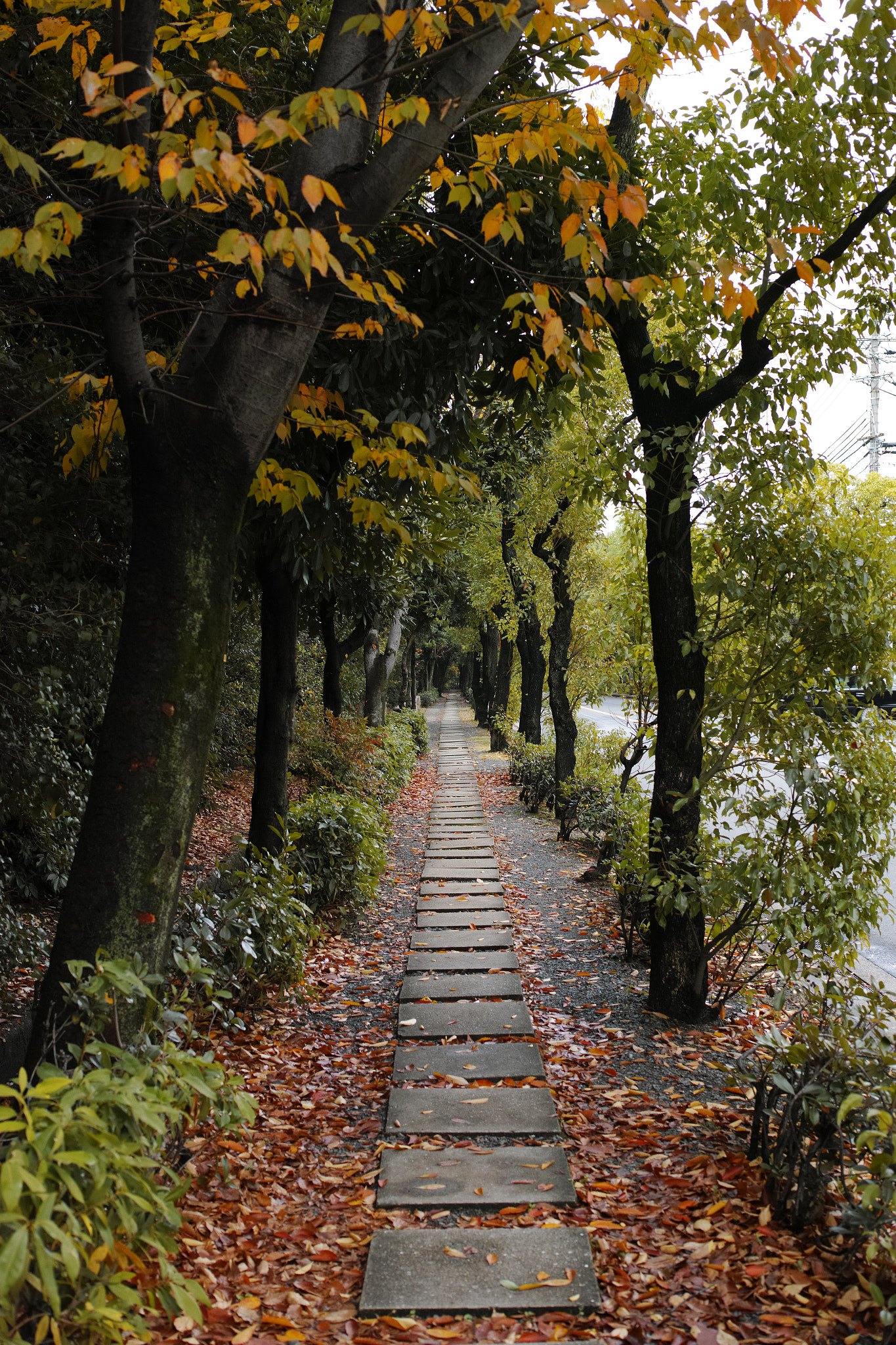 1007 sample photo. Straight photography