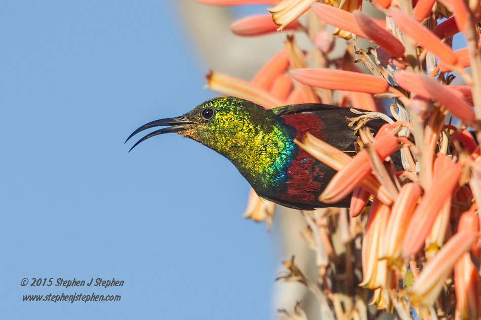 Sigma 50-500mm f/4-6.3 APO HSM EX sample photo. Male marico sunbird photography