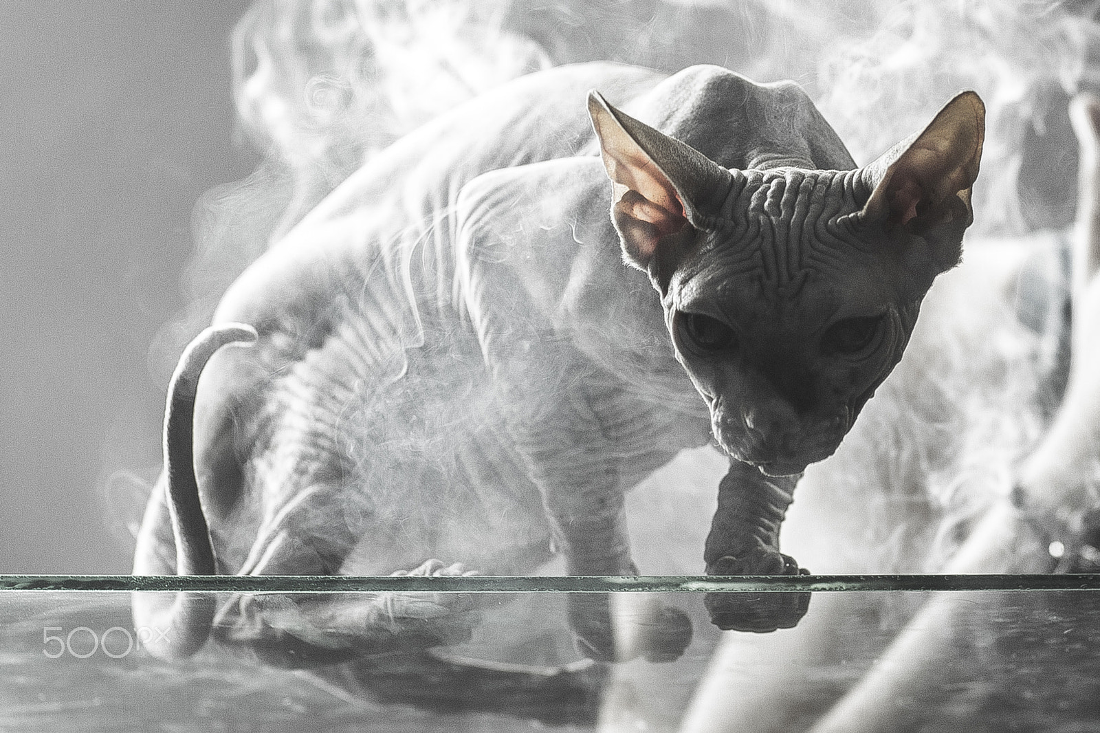 Canon EOS-1D Mark IV + Canon EF 85mm F1.2L II USM sample photo. Cute bald cat sphinx in smoke photography