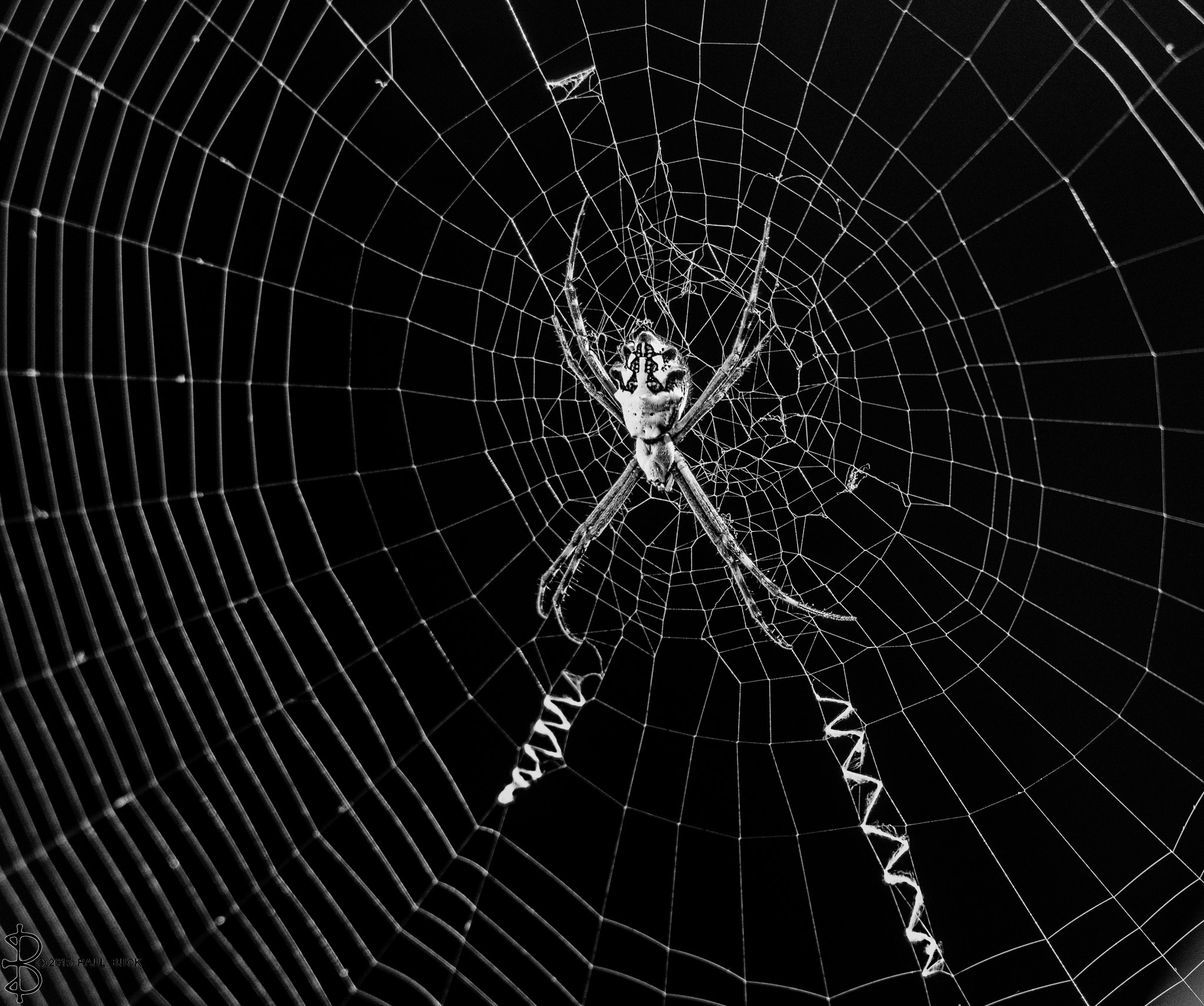 Canon EOS 650D (EOS Rebel T4i / EOS Kiss X6i) sample photo. A spider in its web photography