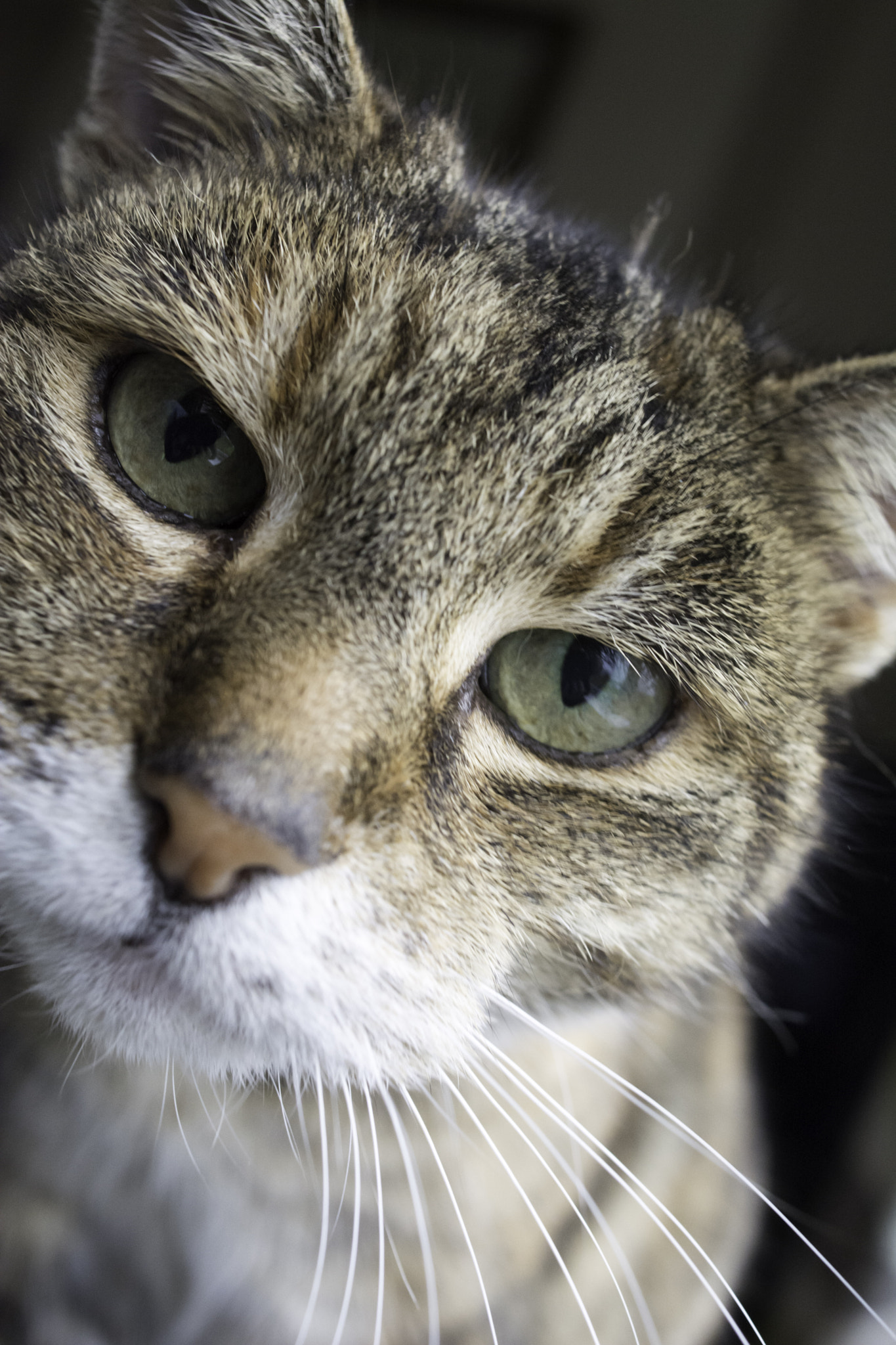 Nikon D7100 + Sigma 24mm F2.8 Super Wide II Macro sample photo. Annie our family cat x photography