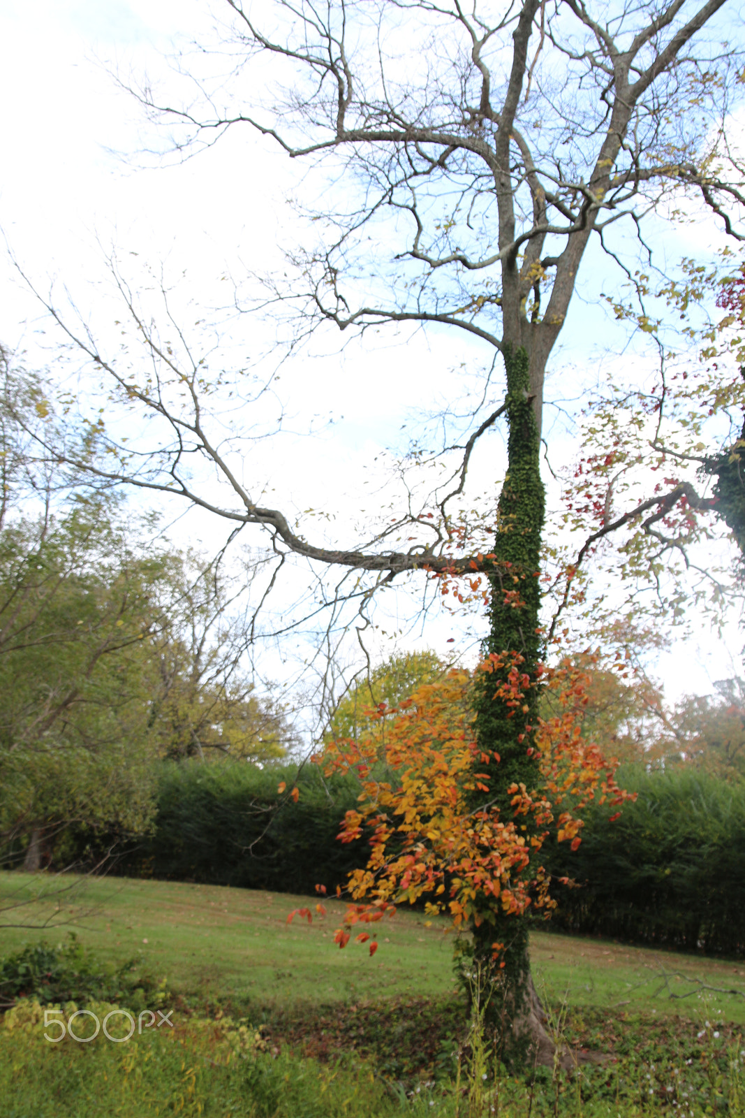 Canon EOS 650D (EOS Rebel T4i / EOS Kiss X6i) sample photo. Oatlands historic home and gardens photography