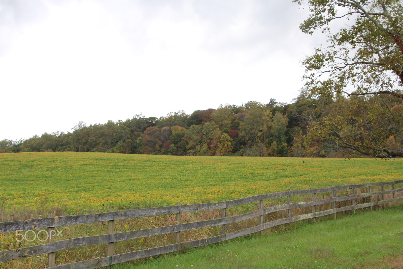 Canon EOS 650D (EOS Rebel T4i / EOS Kiss X6i) sample photo. Oatlands historic home and gardens photography