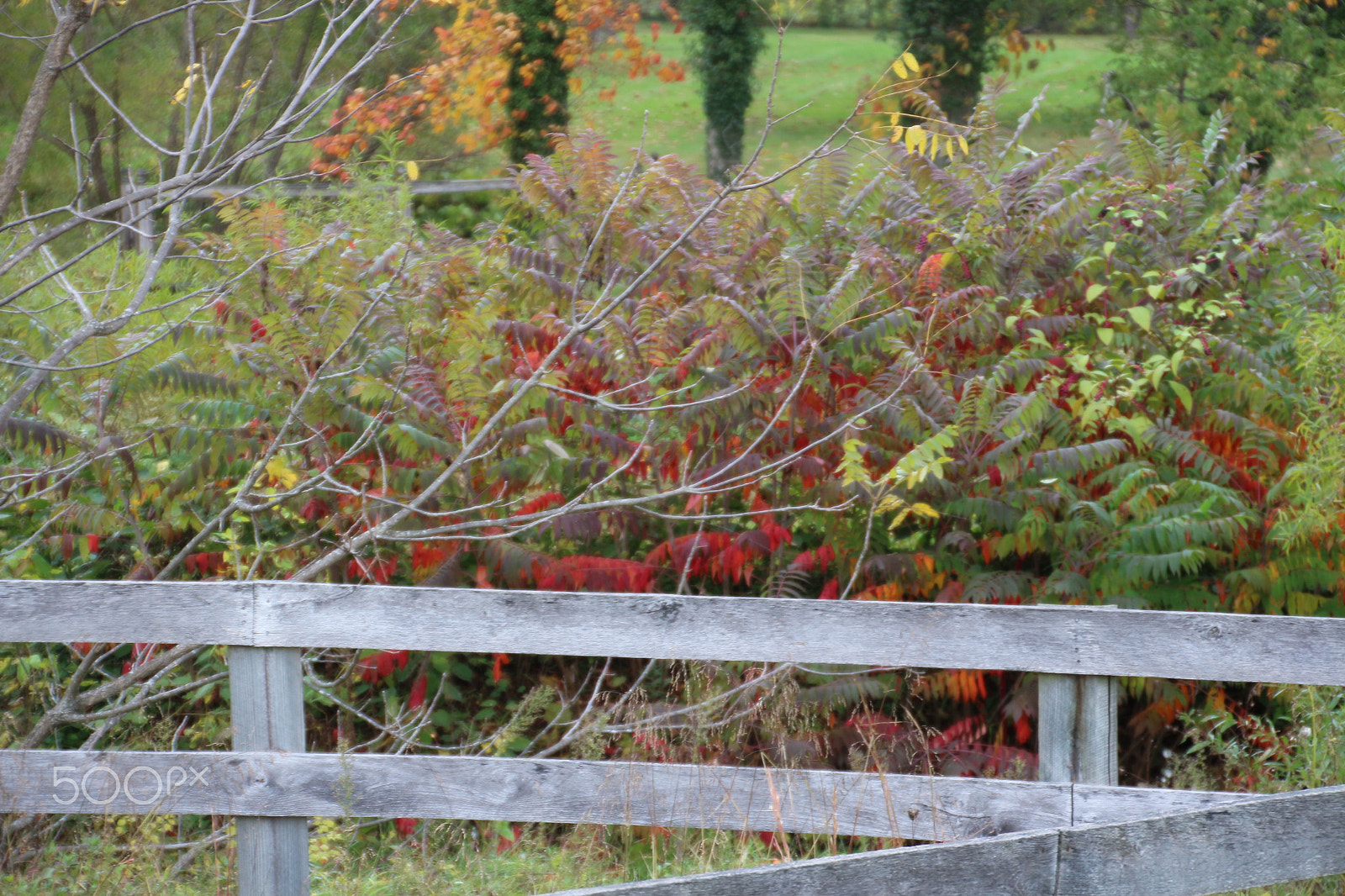 Canon EOS 650D (EOS Rebel T4i / EOS Kiss X6i) sample photo. Oatlands historic home and gardens photography