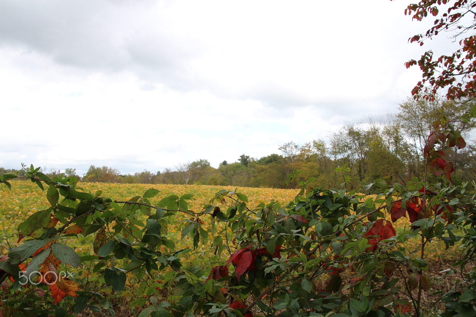 Canon EOS 650D (EOS Rebel T4i / EOS Kiss X6i) sample photo. Oatlands historic home and gardens photography