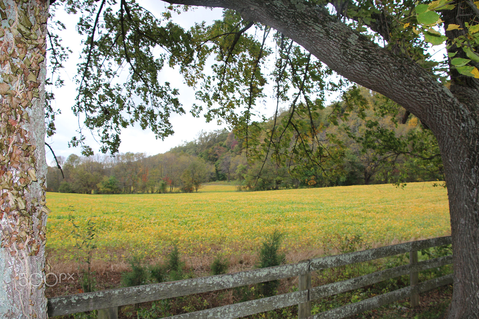 Canon EOS 650D (EOS Rebel T4i / EOS Kiss X6i) sample photo. Oatlands historic home and gardens photography