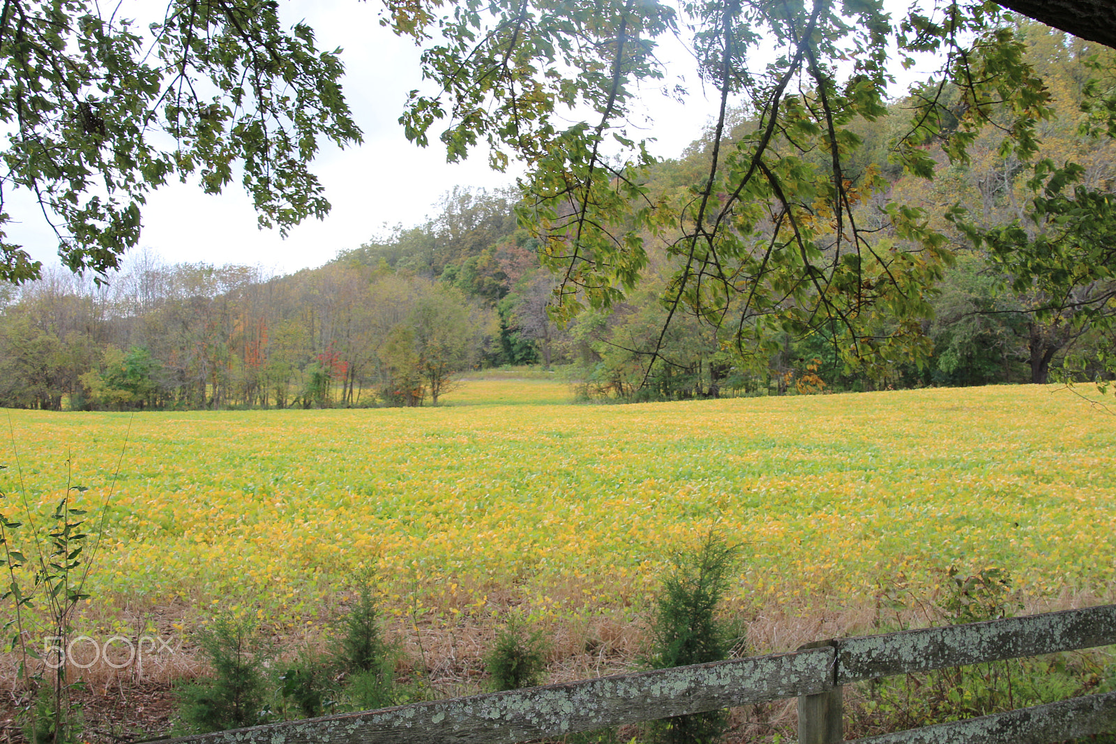 Canon EOS 650D (EOS Rebel T4i / EOS Kiss X6i) sample photo. Oatlands historic home and gardens photography