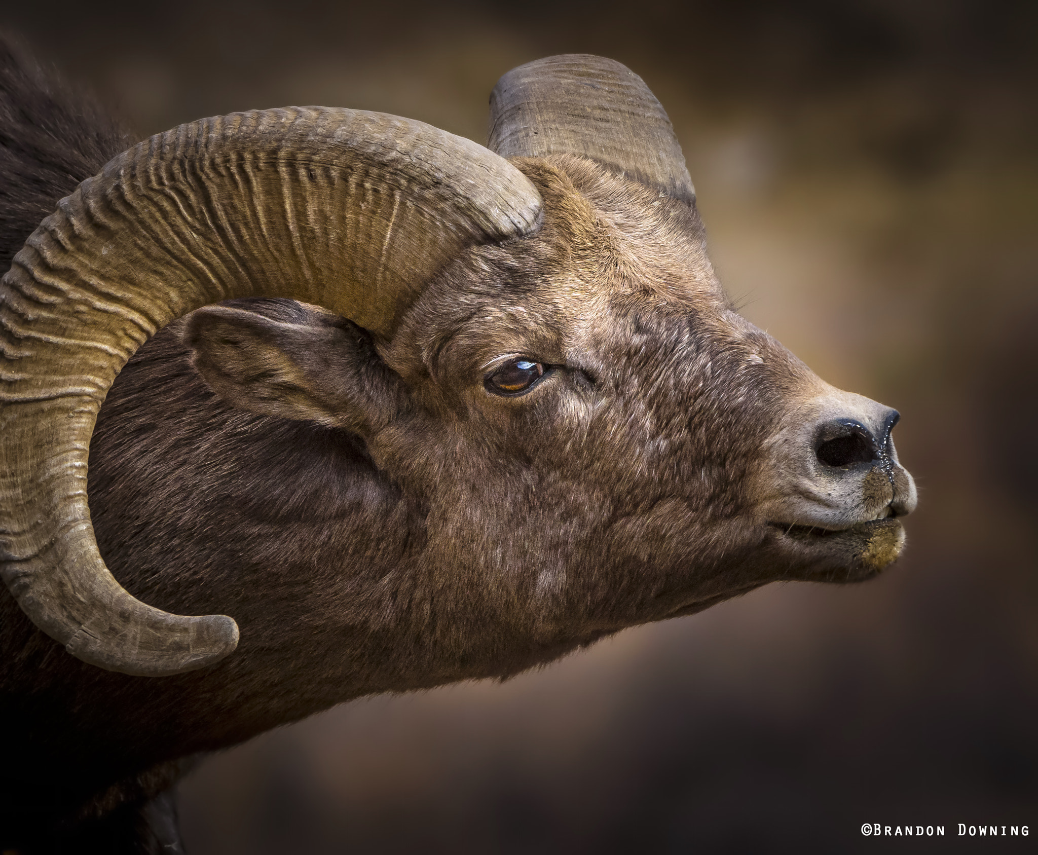 Sony 70-400mm F4-5.6 G SSM II sample photo. Bighorn ram photography