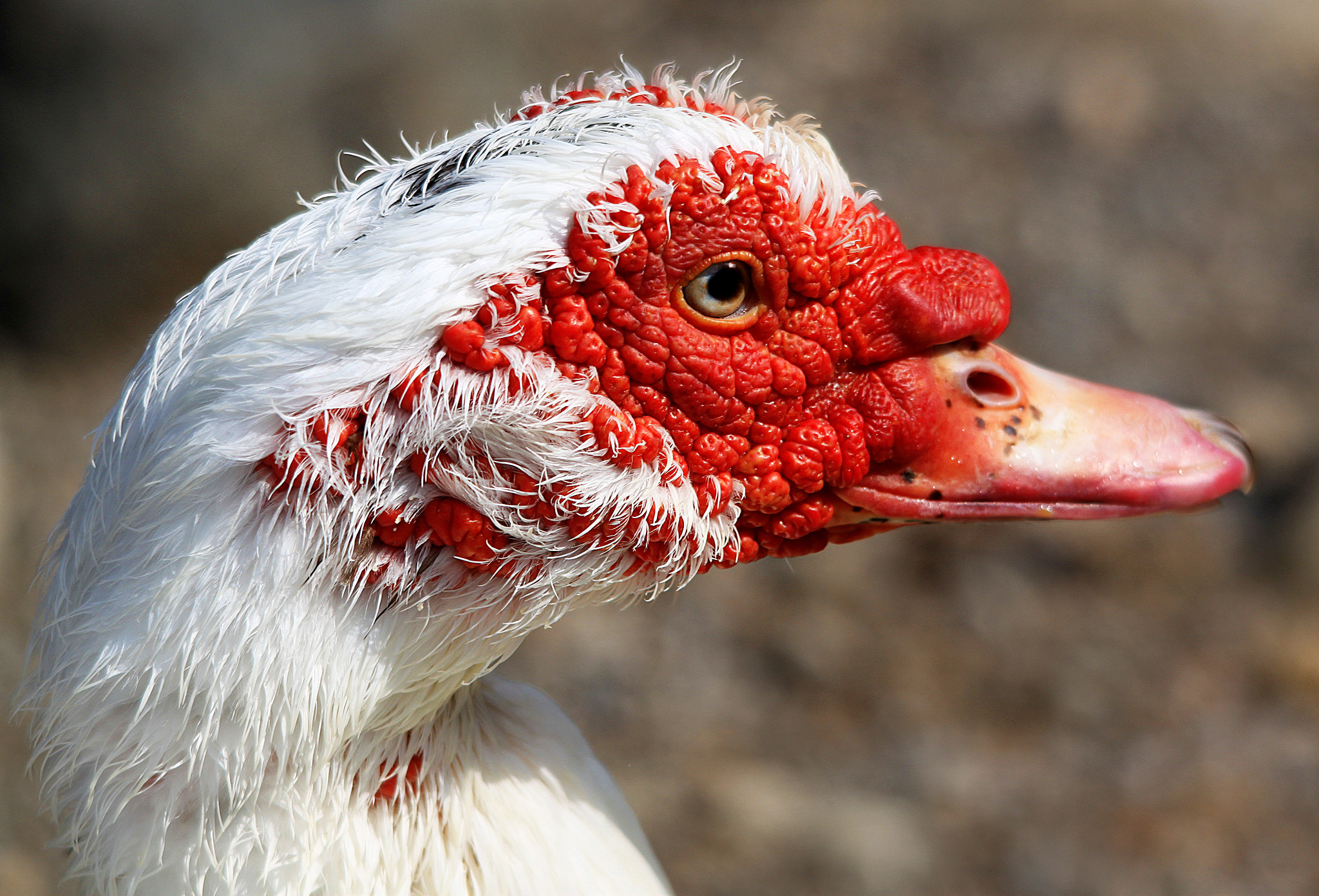 Sigma 150-500mm F5-6.3 DG OS HSM sample photo. Beauty photography