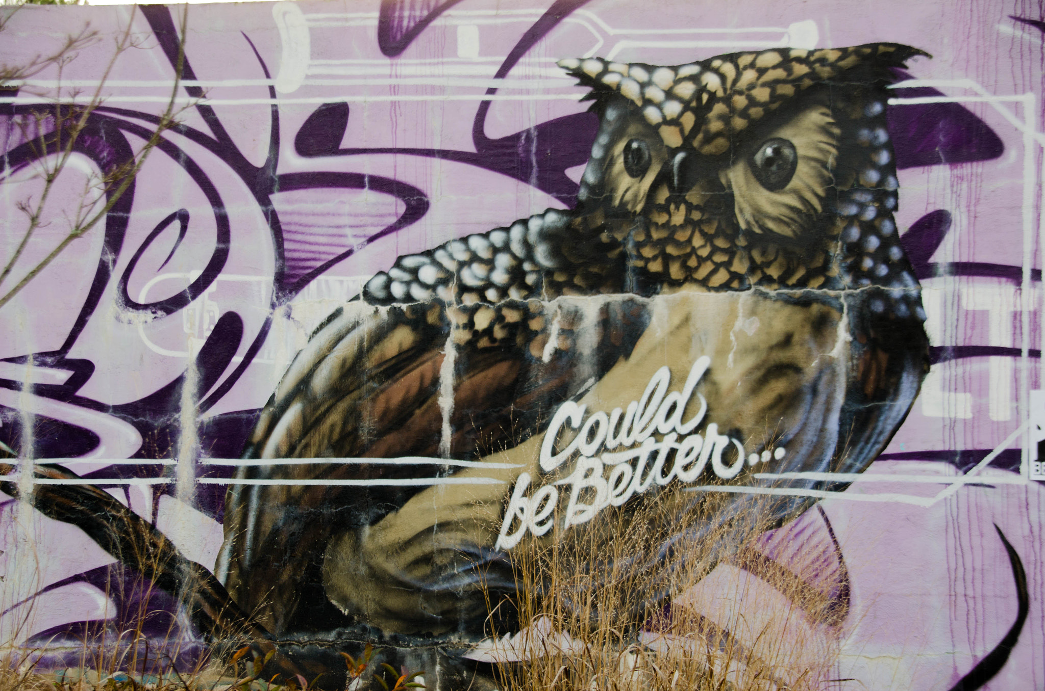 Sigma 18-200mm F3.5-6.3 DC OS HSM sample photo. Coukd be better owl photography