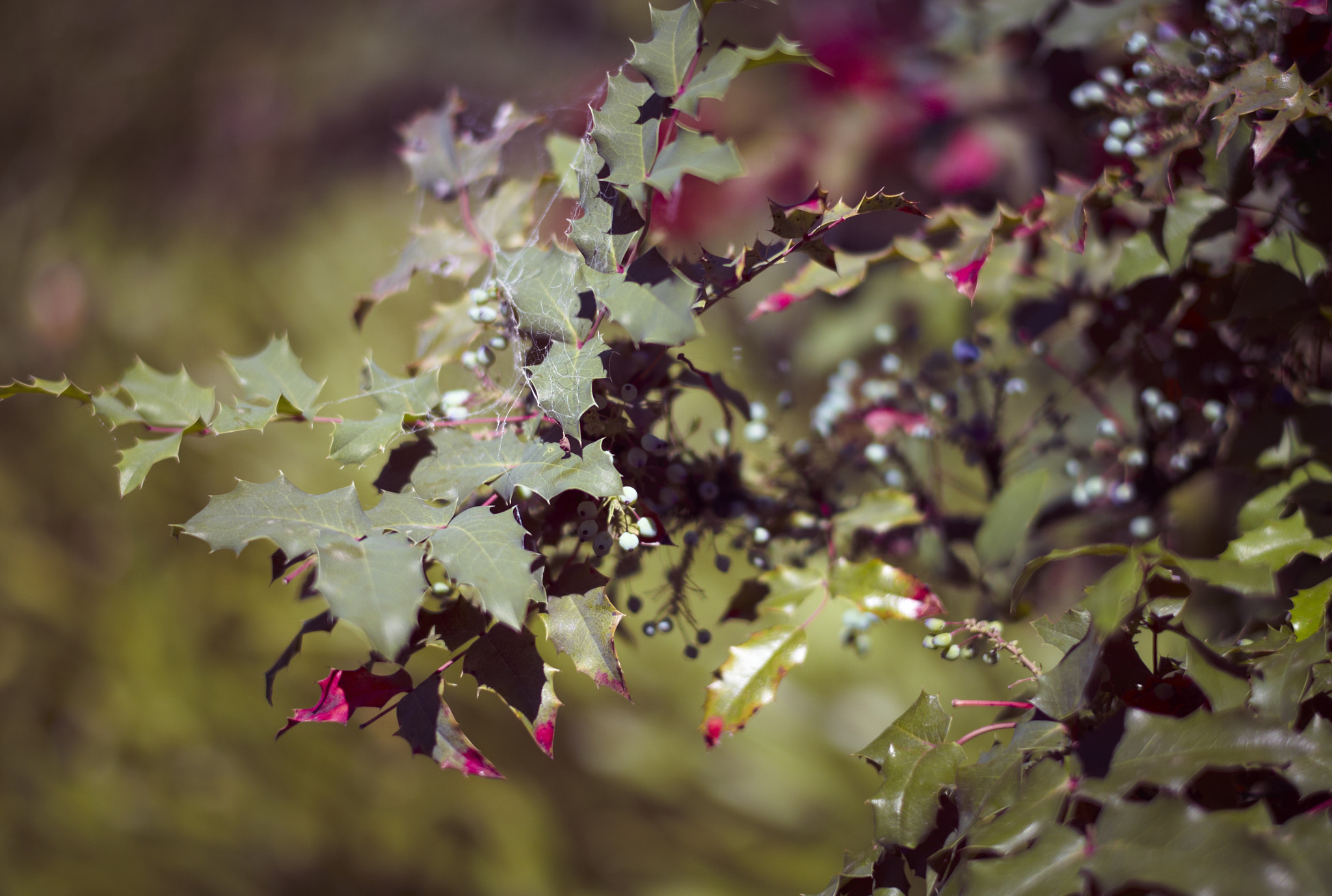 Leica M8 sample photo. * photography