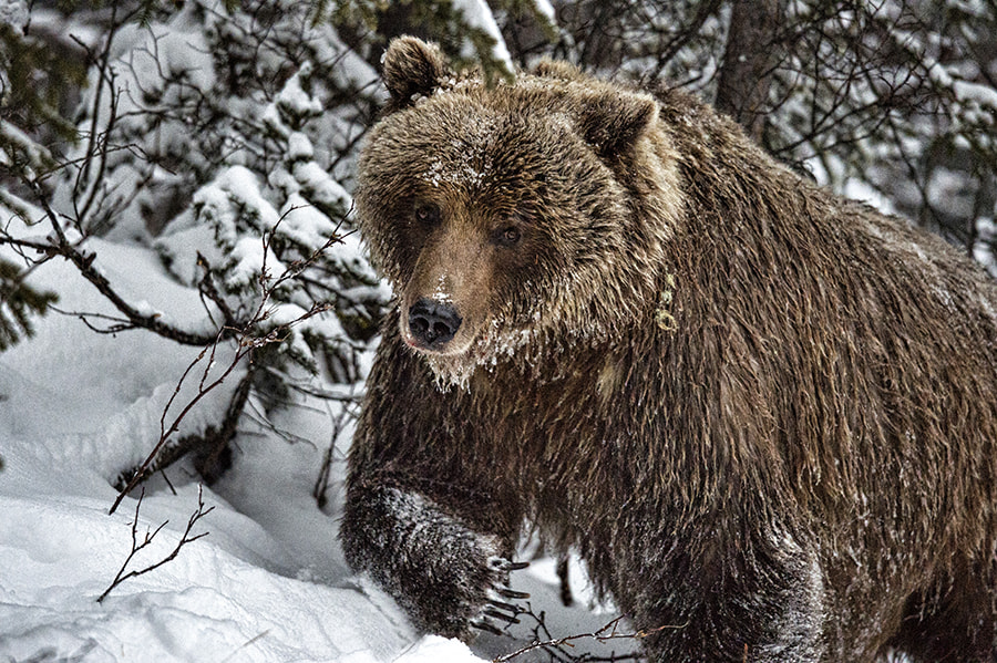 Nikon D4S + Sigma 24-60mm F2.8 EX DG sample photo. Bear cave mountain grizzly photography