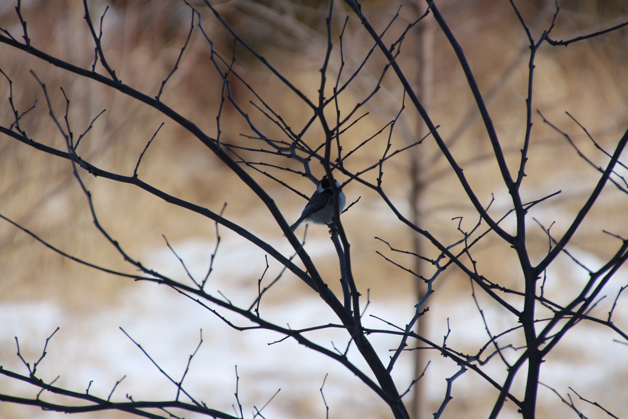 Canon EOS 650D (EOS Rebel T4i / EOS Kiss X6i) sample photo. Winter photography