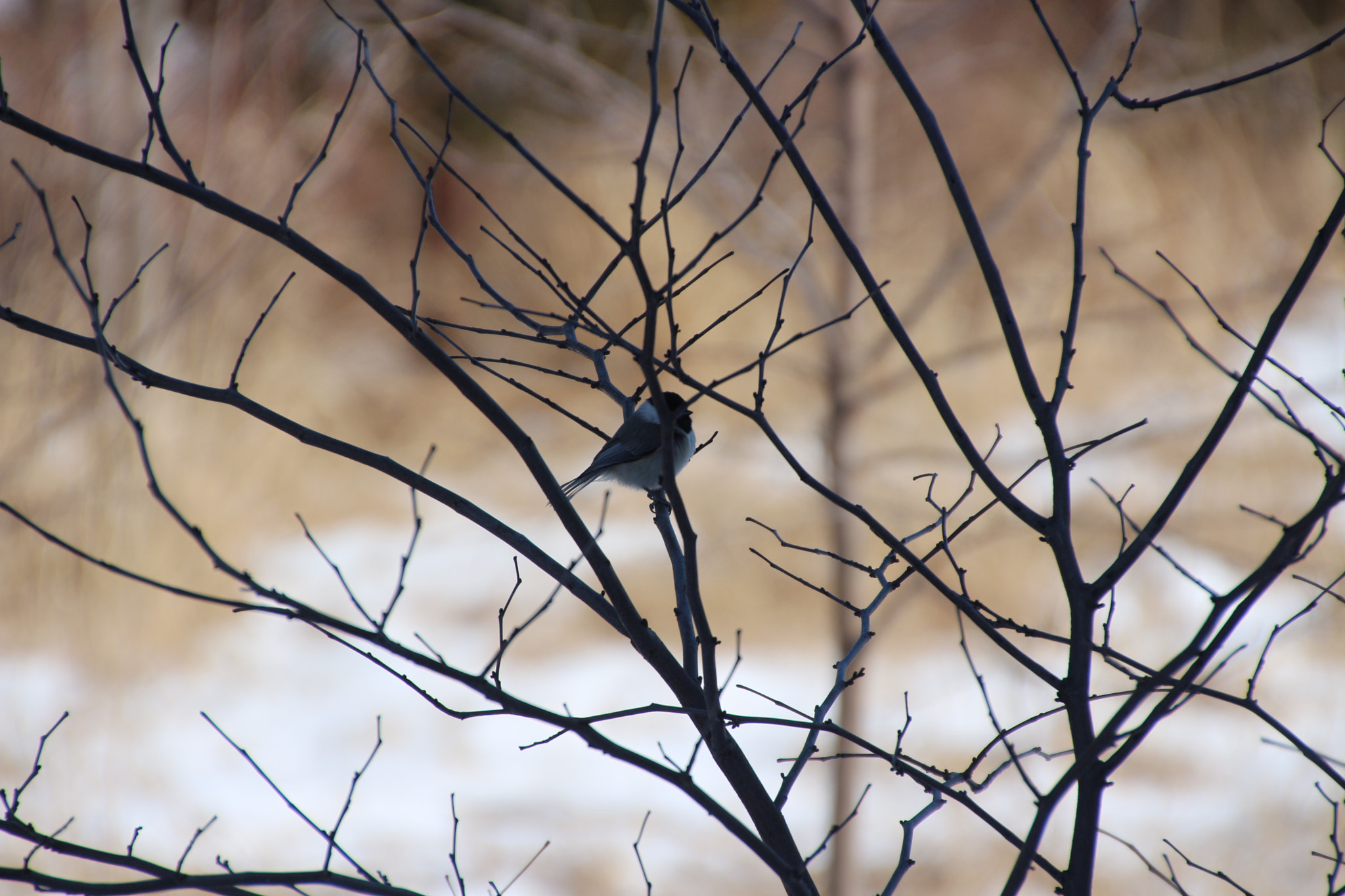 Canon EOS 650D (EOS Rebel T4i / EOS Kiss X6i) sample photo. Winter photography