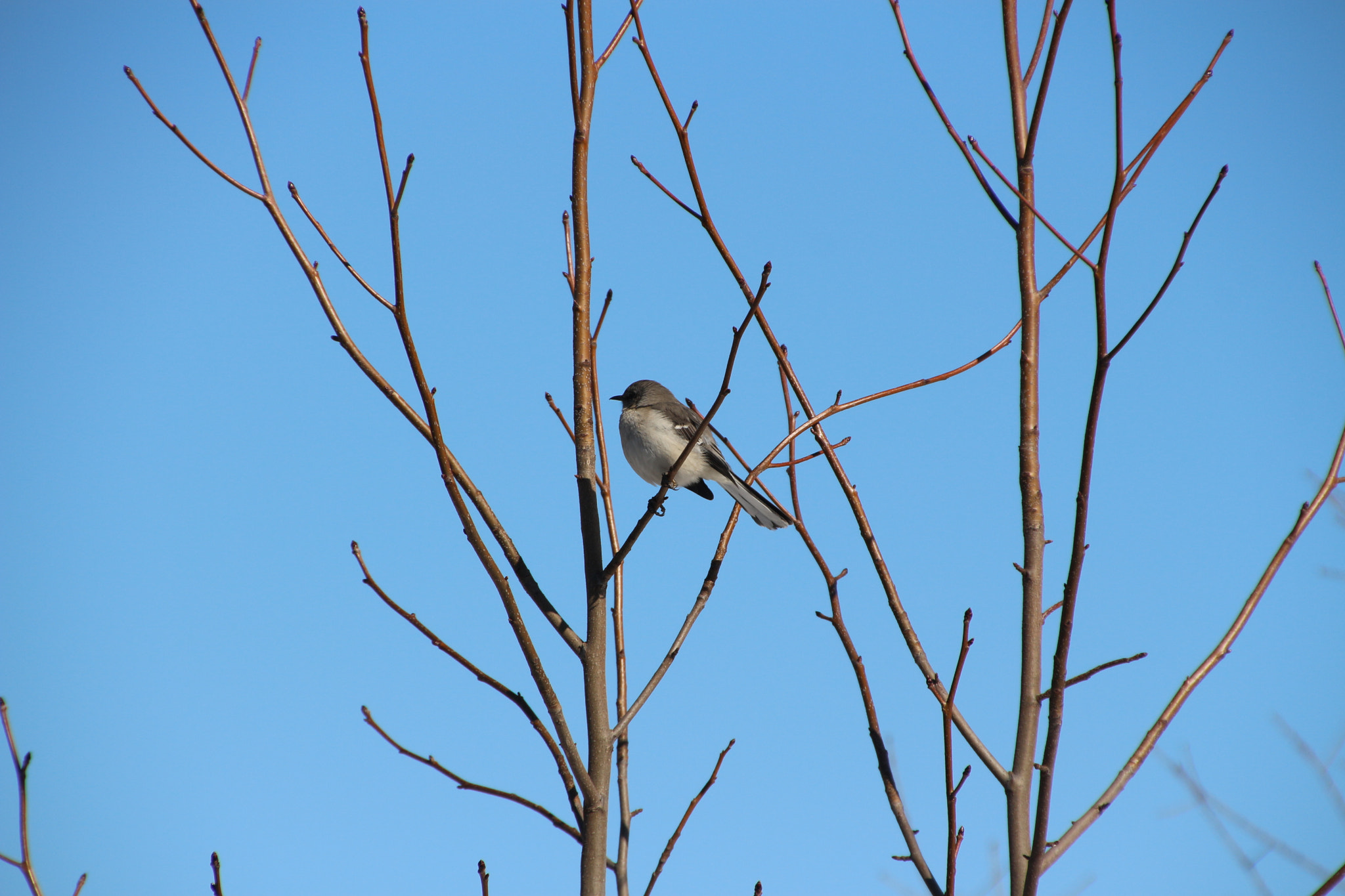 Canon EOS 650D (EOS Rebel T4i / EOS Kiss X6i) sample photo. Winter photography
