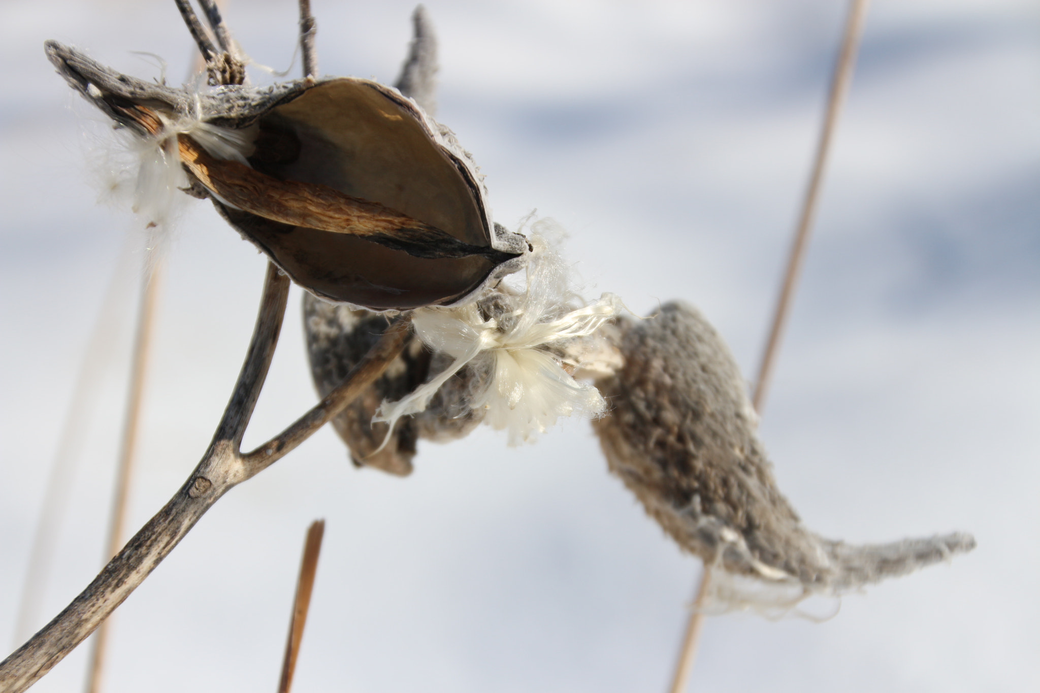 Canon EOS 650D (EOS Rebel T4i / EOS Kiss X6i) sample photo. Winter photography