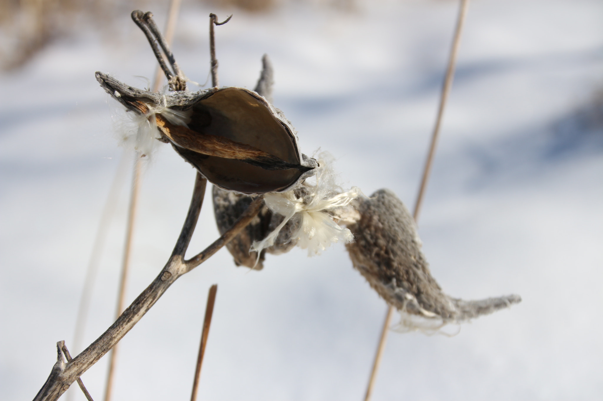 Canon EOS 650D (EOS Rebel T4i / EOS Kiss X6i) sample photo. Winter photography