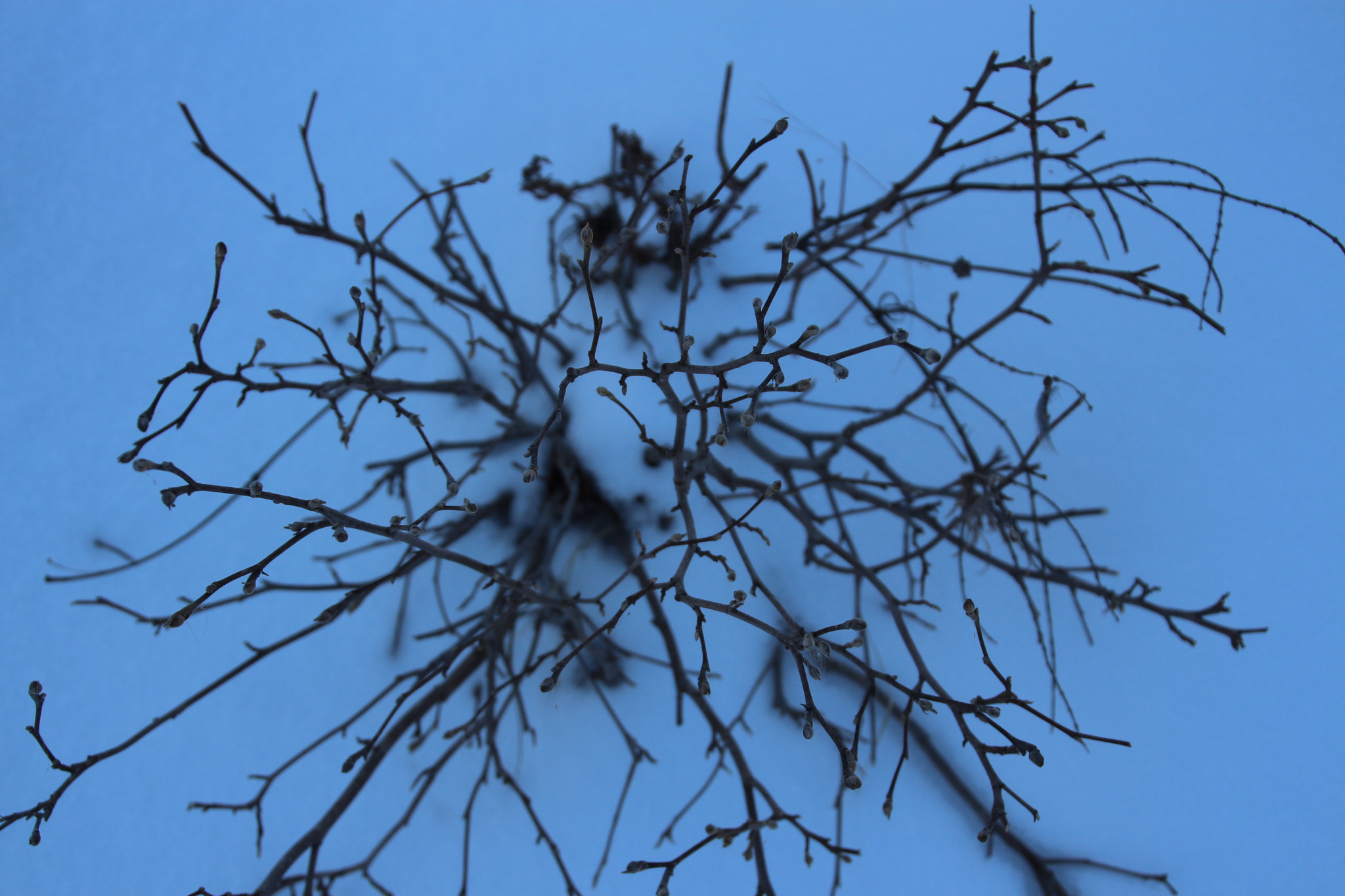 Canon EOS 650D (EOS Rebel T4i / EOS Kiss X6i) sample photo. Winter photography