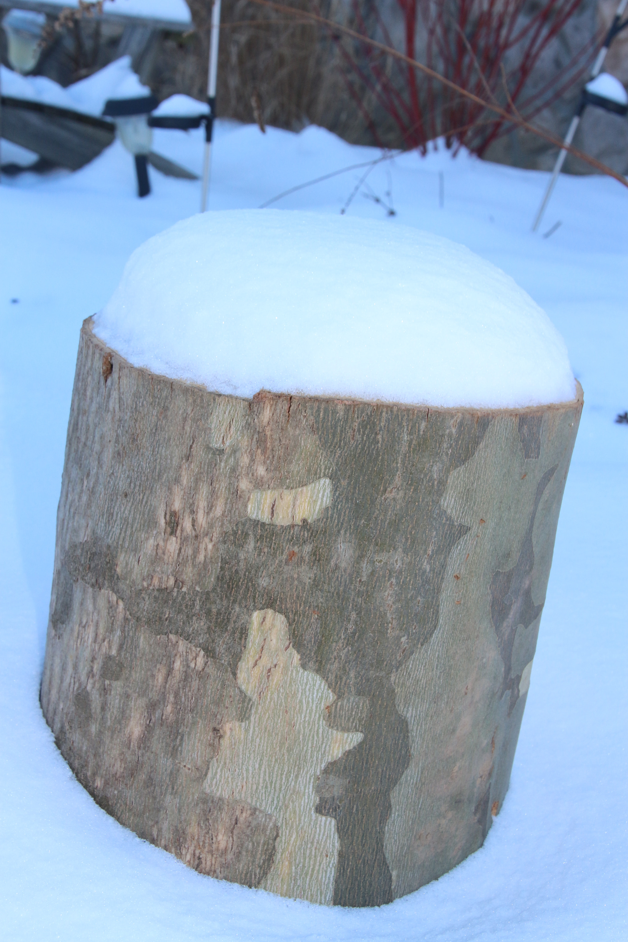 Canon EOS 650D (EOS Rebel T4i / EOS Kiss X6i) sample photo. Winter photography