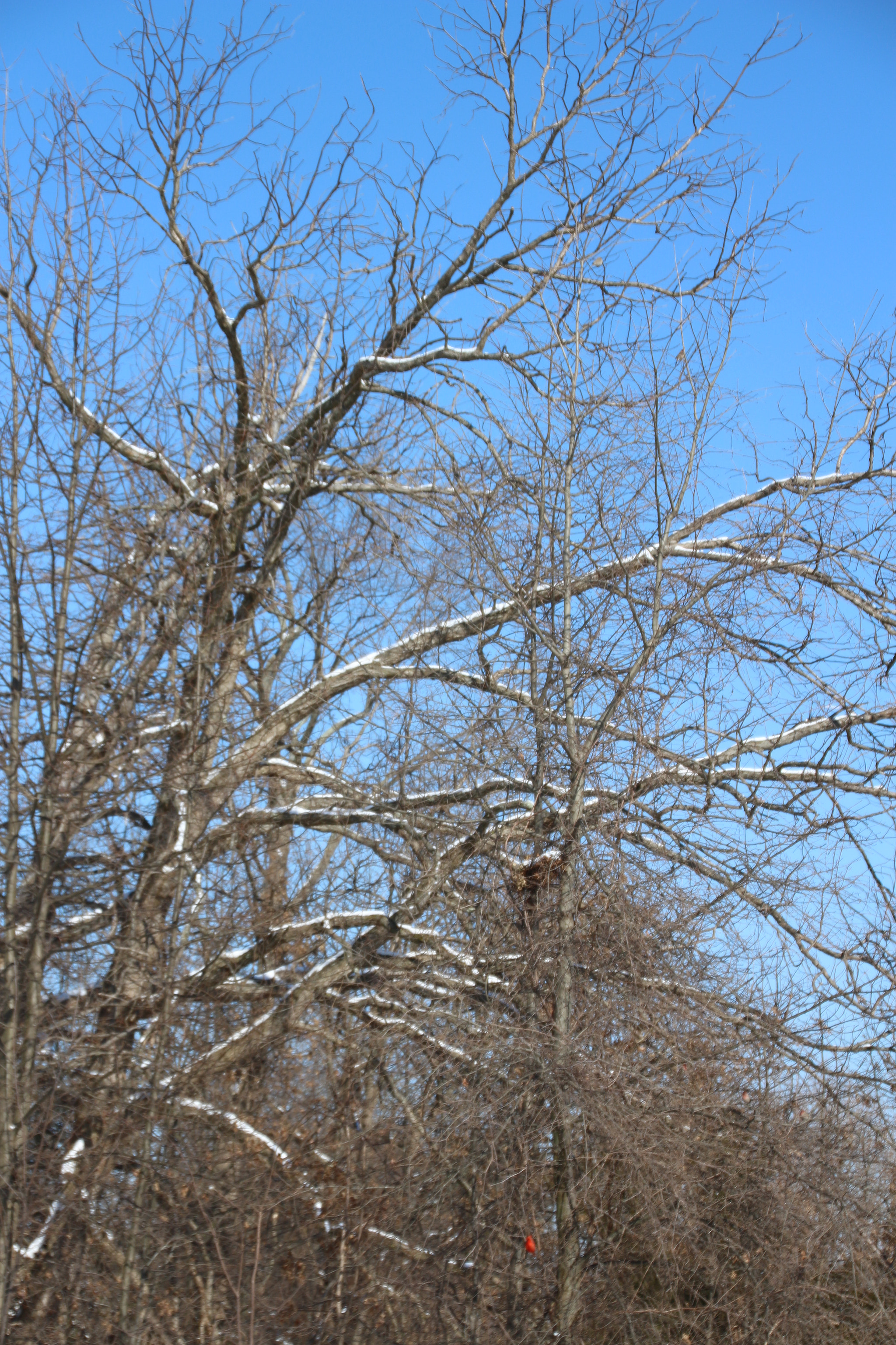 Canon EOS 650D (EOS Rebel T4i / EOS Kiss X6i) sample photo. Winter photography