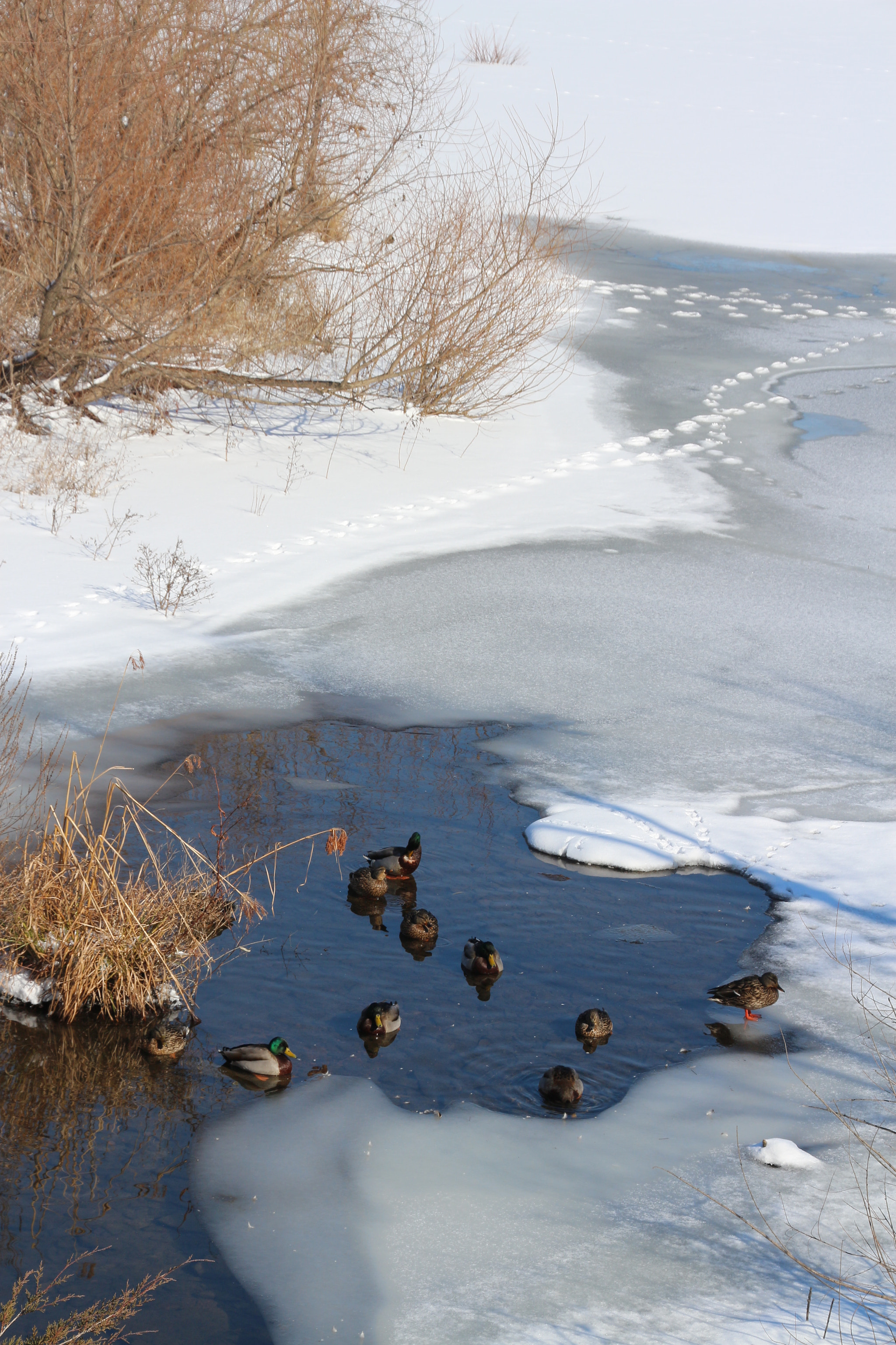 Canon EOS 650D (EOS Rebel T4i / EOS Kiss X6i) sample photo. Winter photography