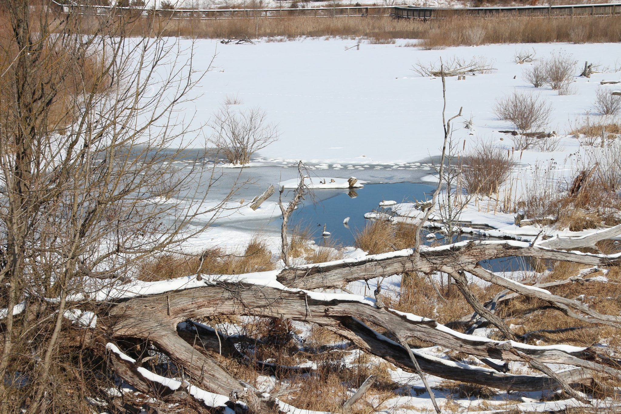Canon EOS 650D (EOS Rebel T4i / EOS Kiss X6i) sample photo. Winter photography