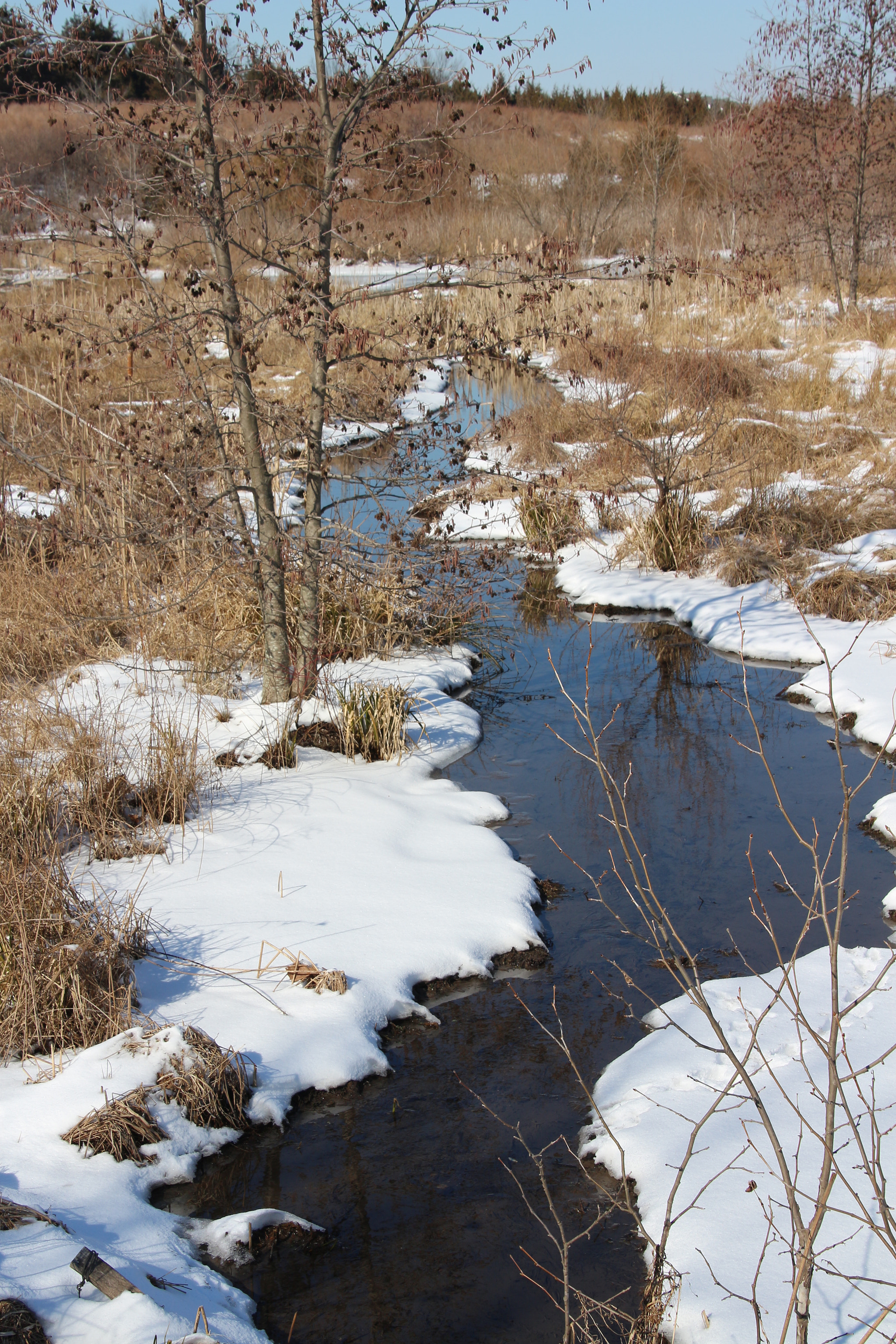 Canon EOS 650D (EOS Rebel T4i / EOS Kiss X6i) sample photo. Winter photography