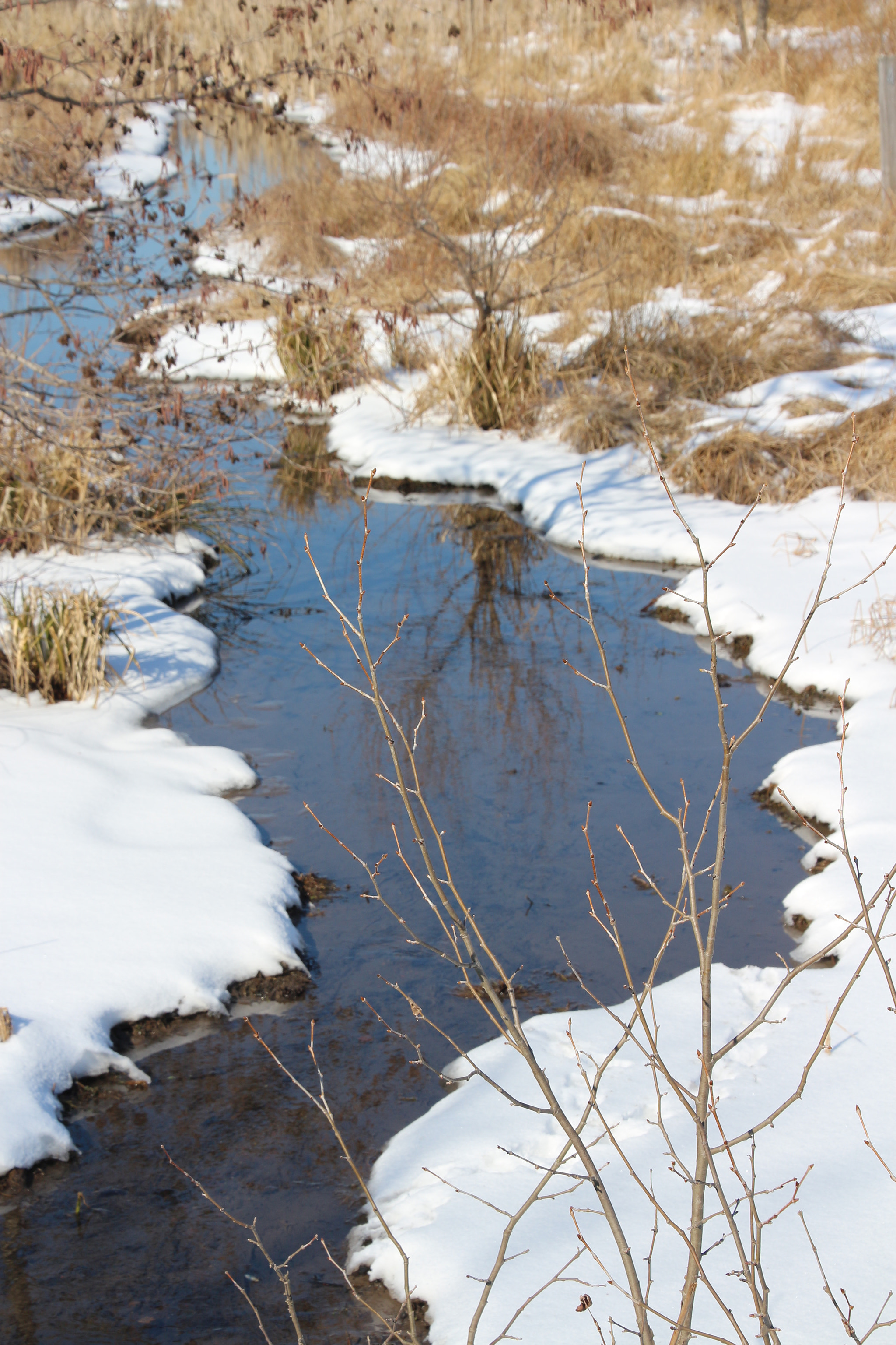 Canon EOS 650D (EOS Rebel T4i / EOS Kiss X6i) sample photo. Winter photography