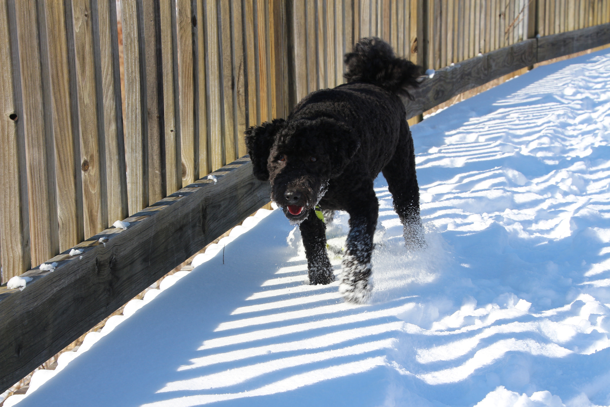 Canon EOS 650D (EOS Rebel T4i / EOS Kiss X6i) sample photo. Winter photography