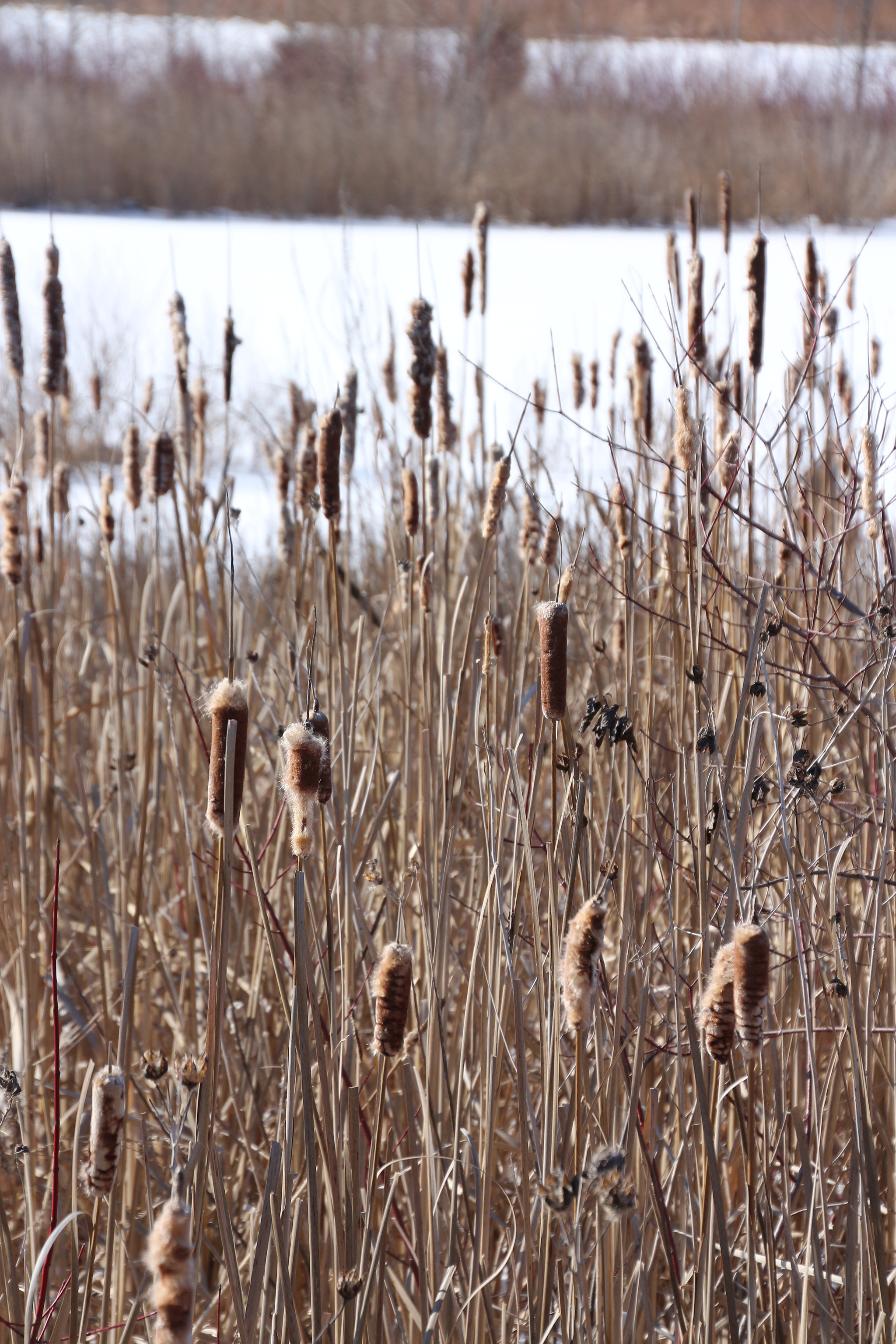 Canon EOS 650D (EOS Rebel T4i / EOS Kiss X6i) sample photo. Winter photography