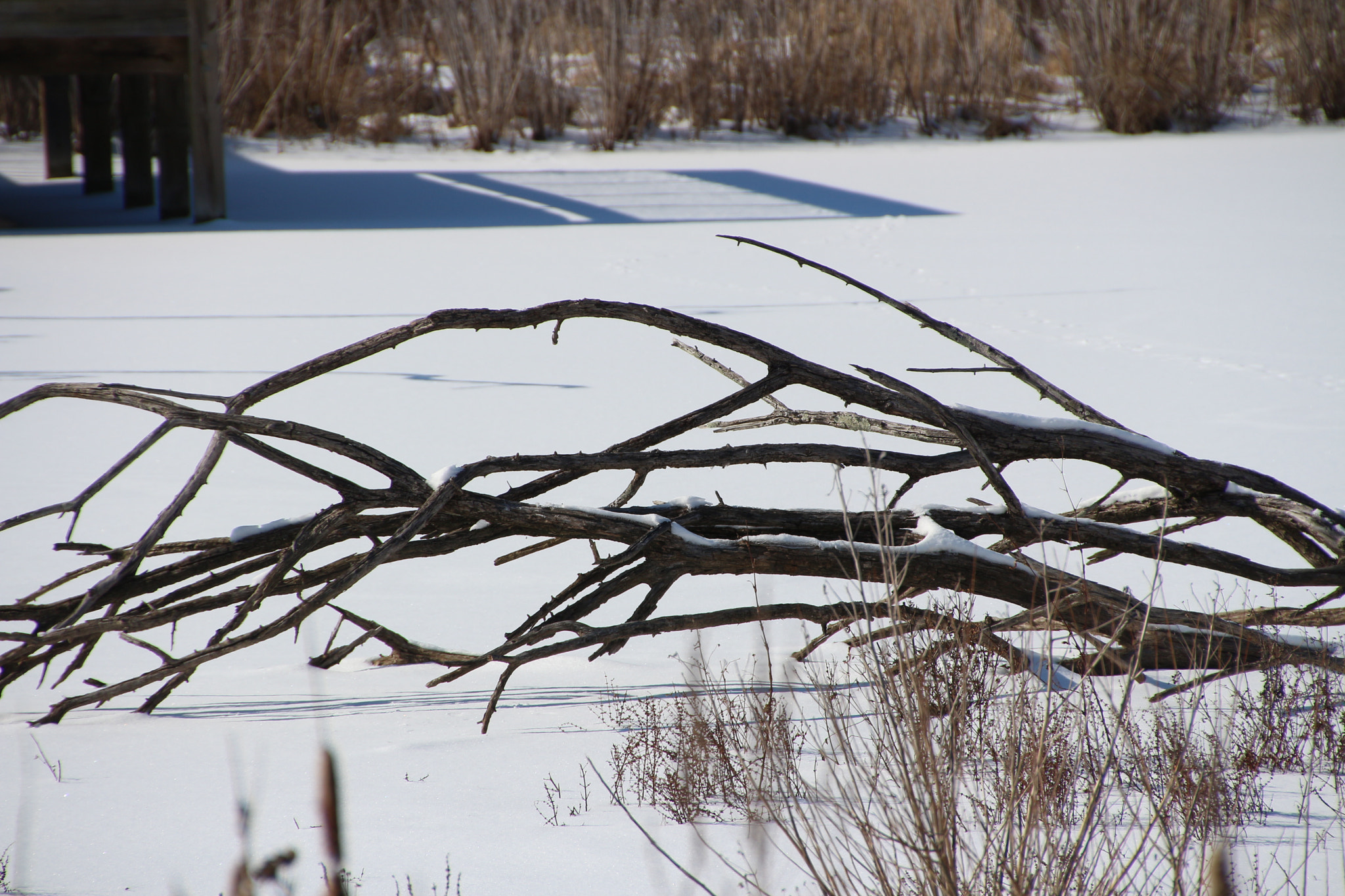 Canon EOS 650D (EOS Rebel T4i / EOS Kiss X6i) sample photo. Winter photography