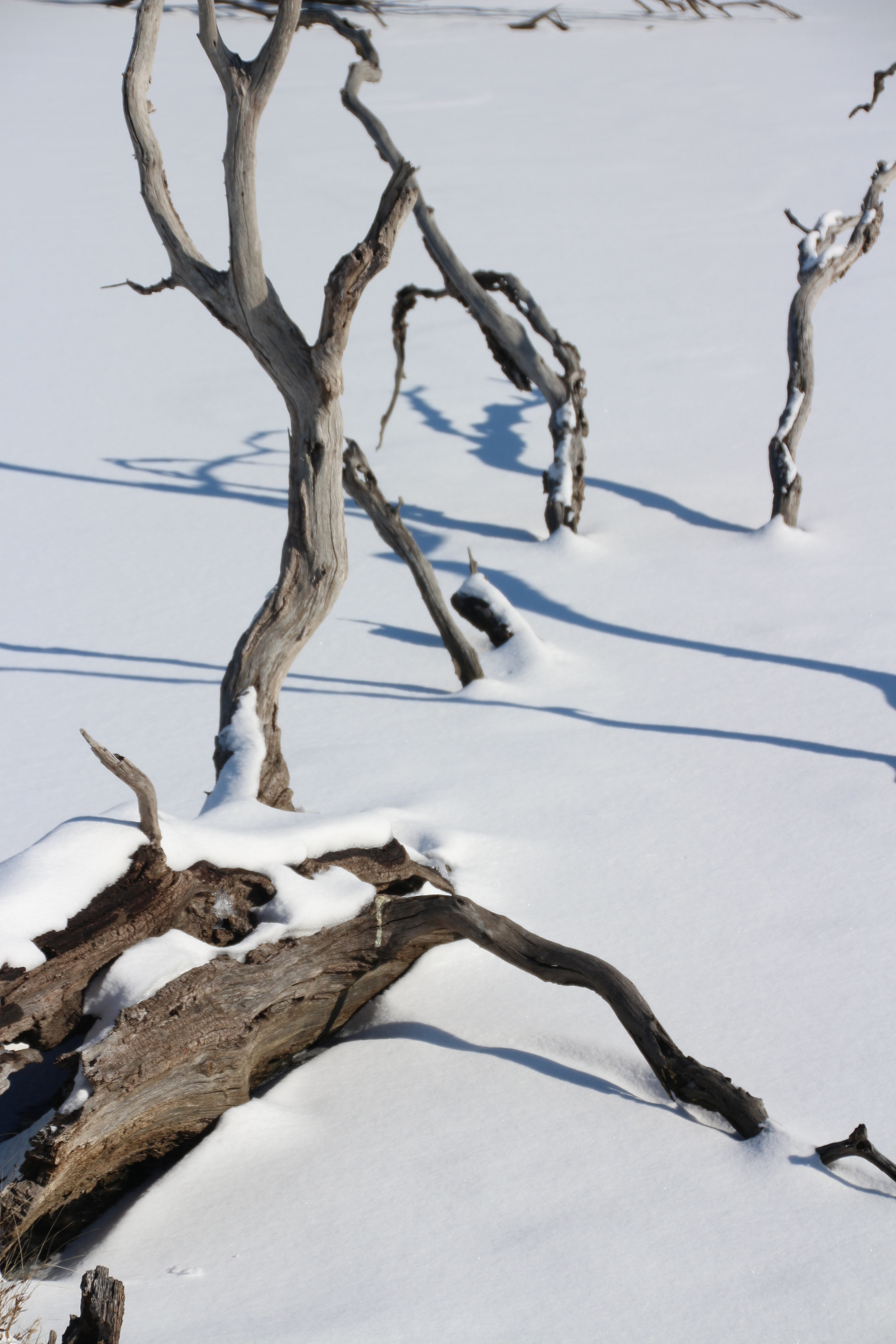 Canon EOS 650D (EOS Rebel T4i / EOS Kiss X6i) sample photo. Winter photography