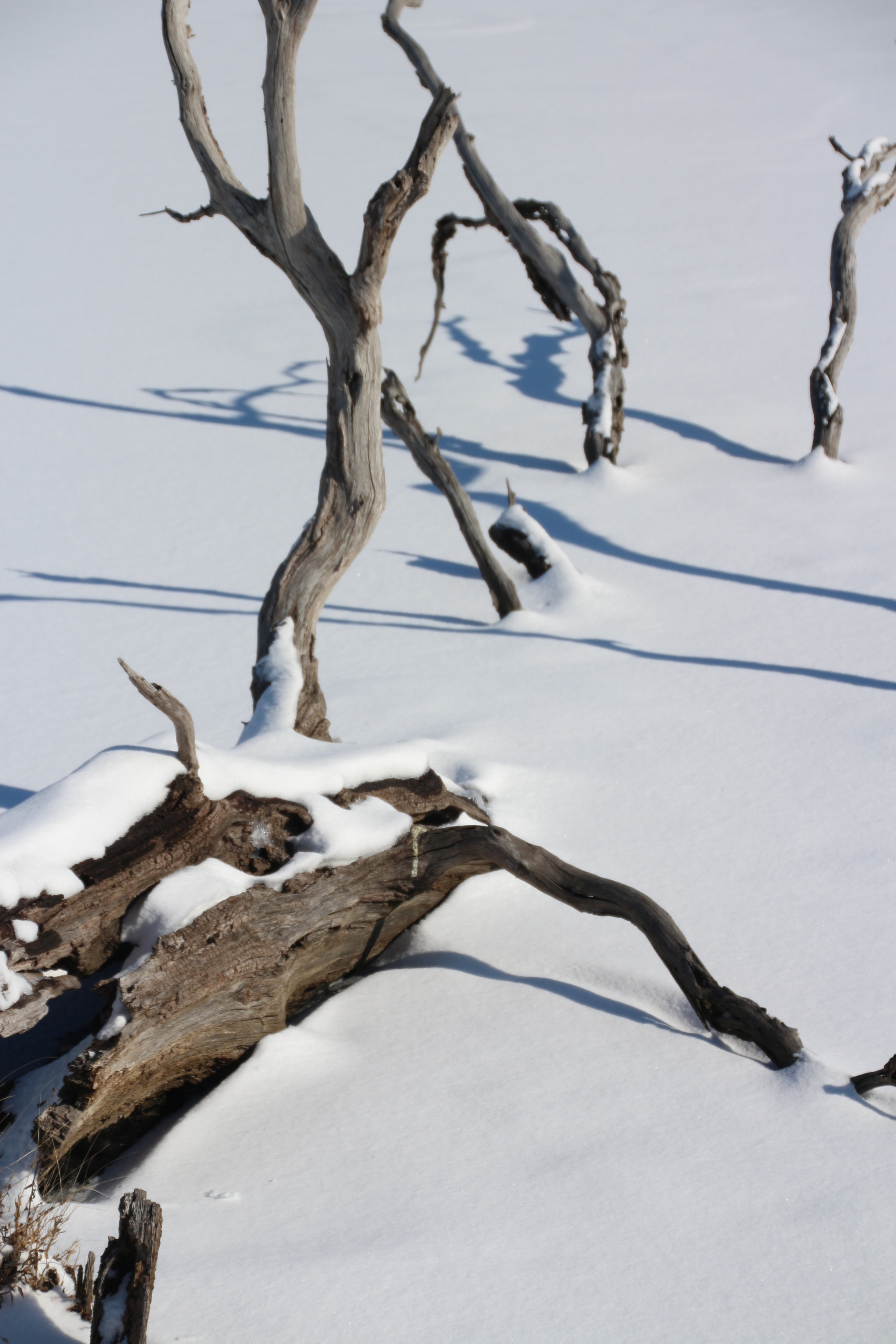 Canon EOS 650D (EOS Rebel T4i / EOS Kiss X6i) sample photo. Winter photography