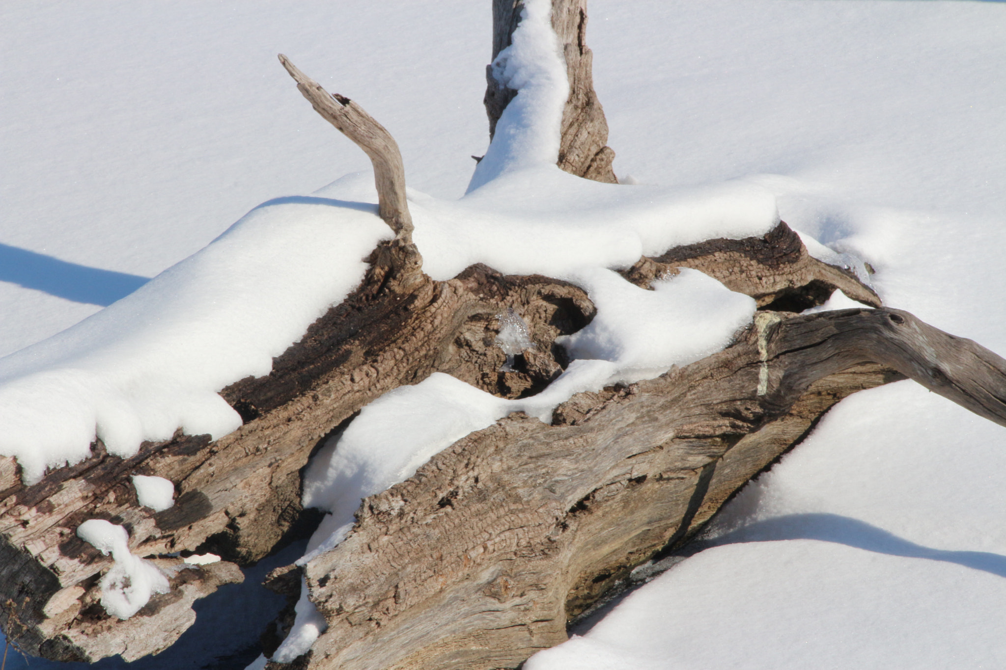 Canon EOS 650D (EOS Rebel T4i / EOS Kiss X6i) sample photo. Winter photography