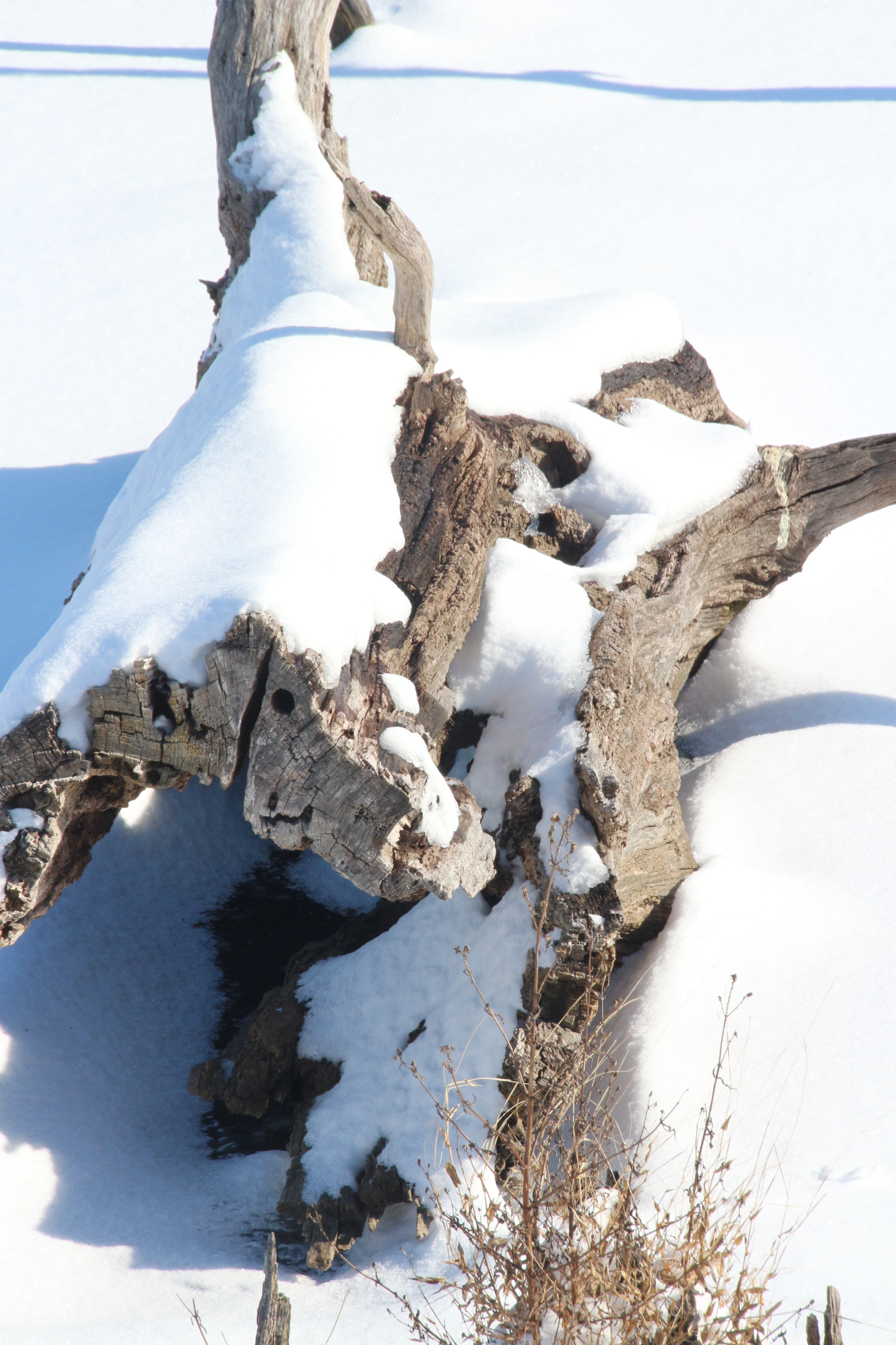 Canon EOS 650D (EOS Rebel T4i / EOS Kiss X6i) sample photo. Winter photography