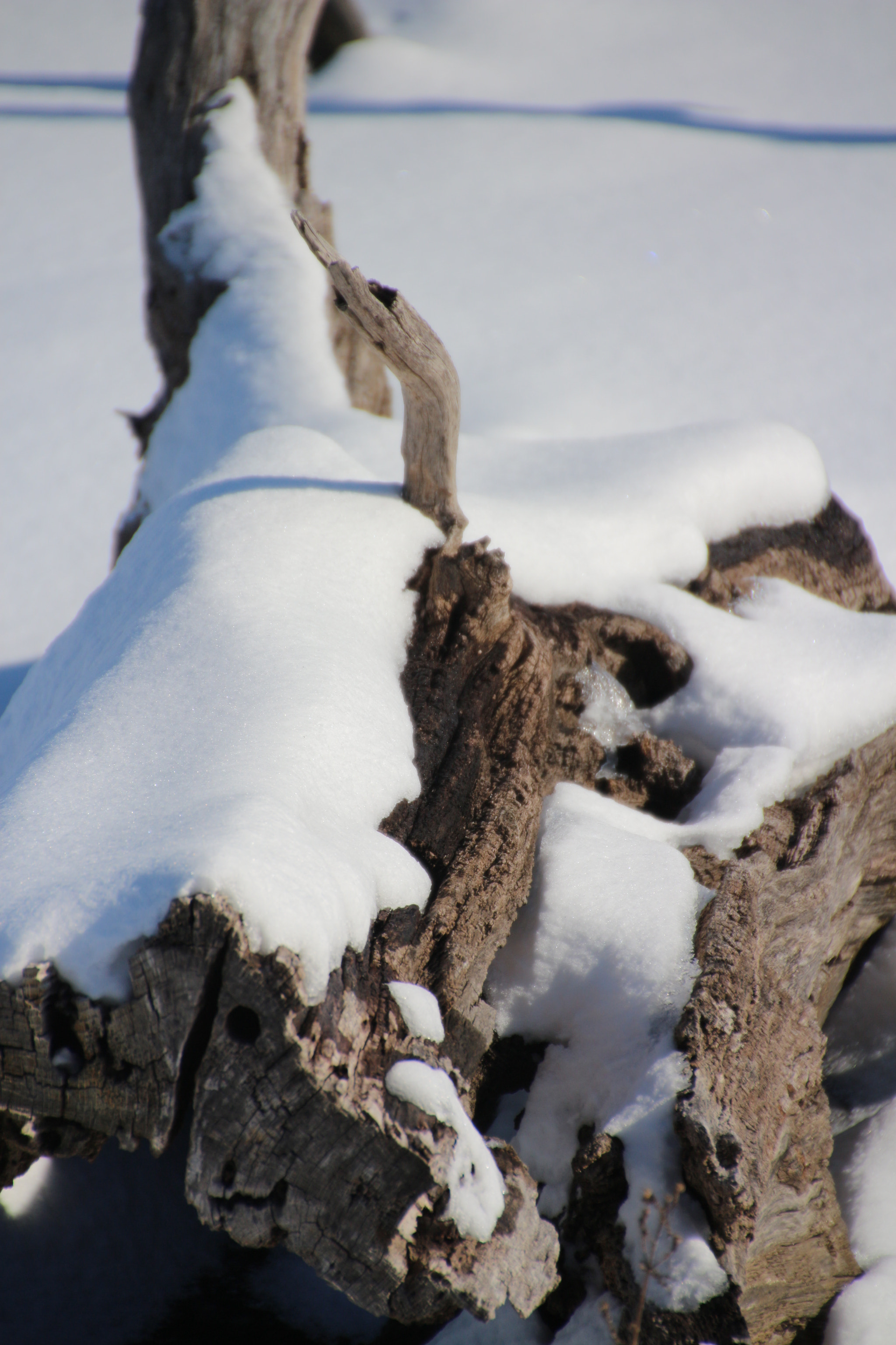 Canon EOS 650D (EOS Rebel T4i / EOS Kiss X6i) sample photo. Winter photography