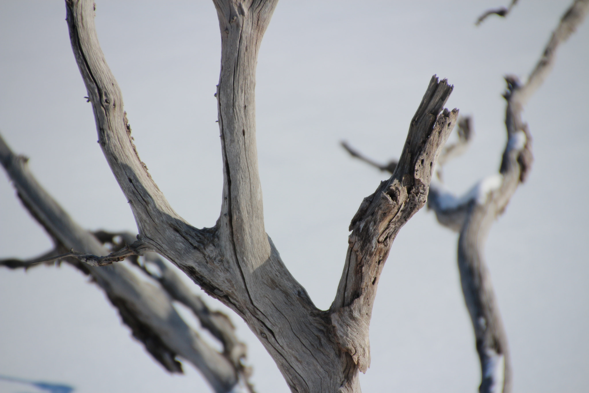 Canon EOS 650D (EOS Rebel T4i / EOS Kiss X6i) sample photo. Winter photography
