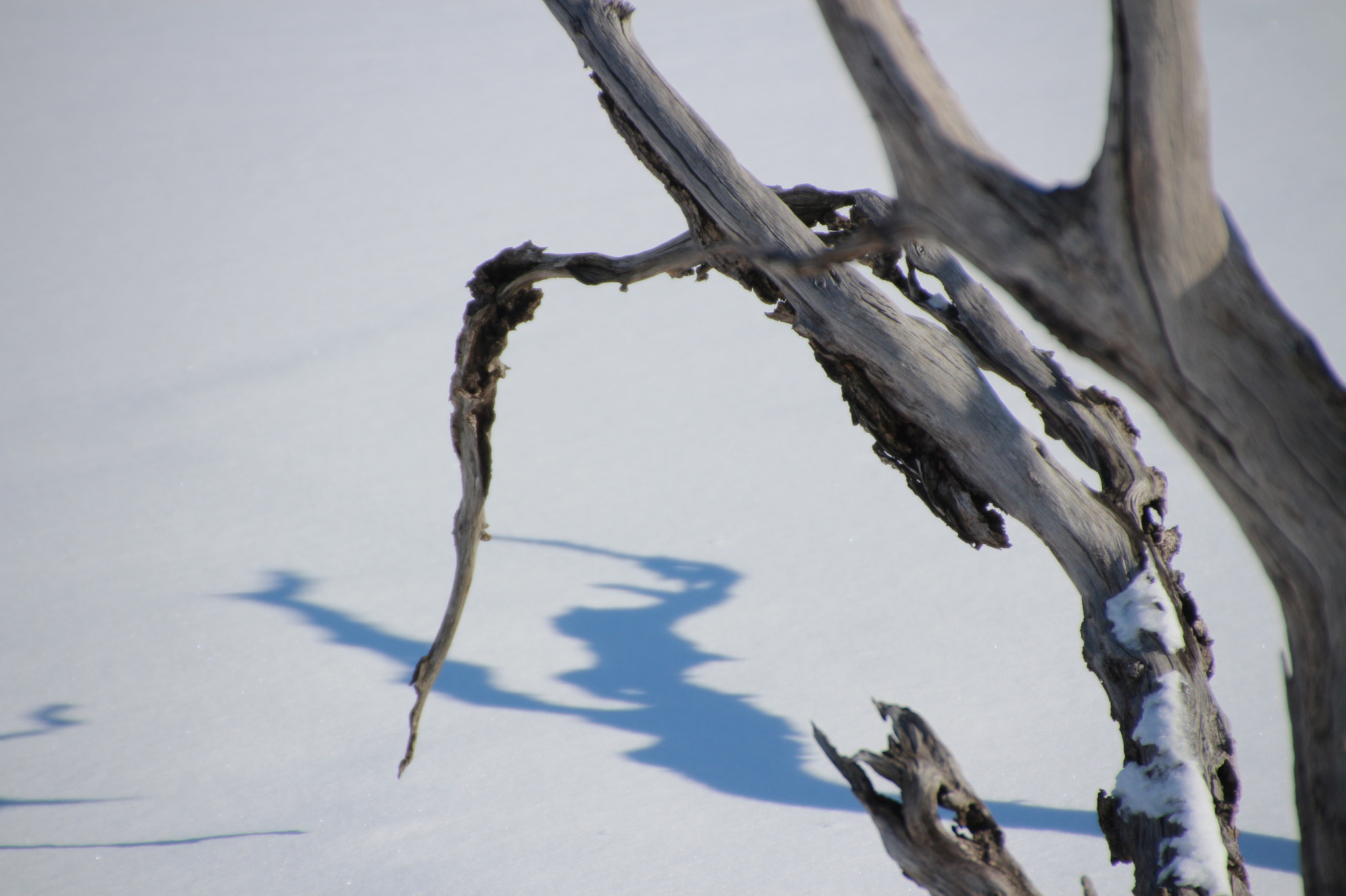 Canon EOS 650D (EOS Rebel T4i / EOS Kiss X6i) sample photo. Winter photography