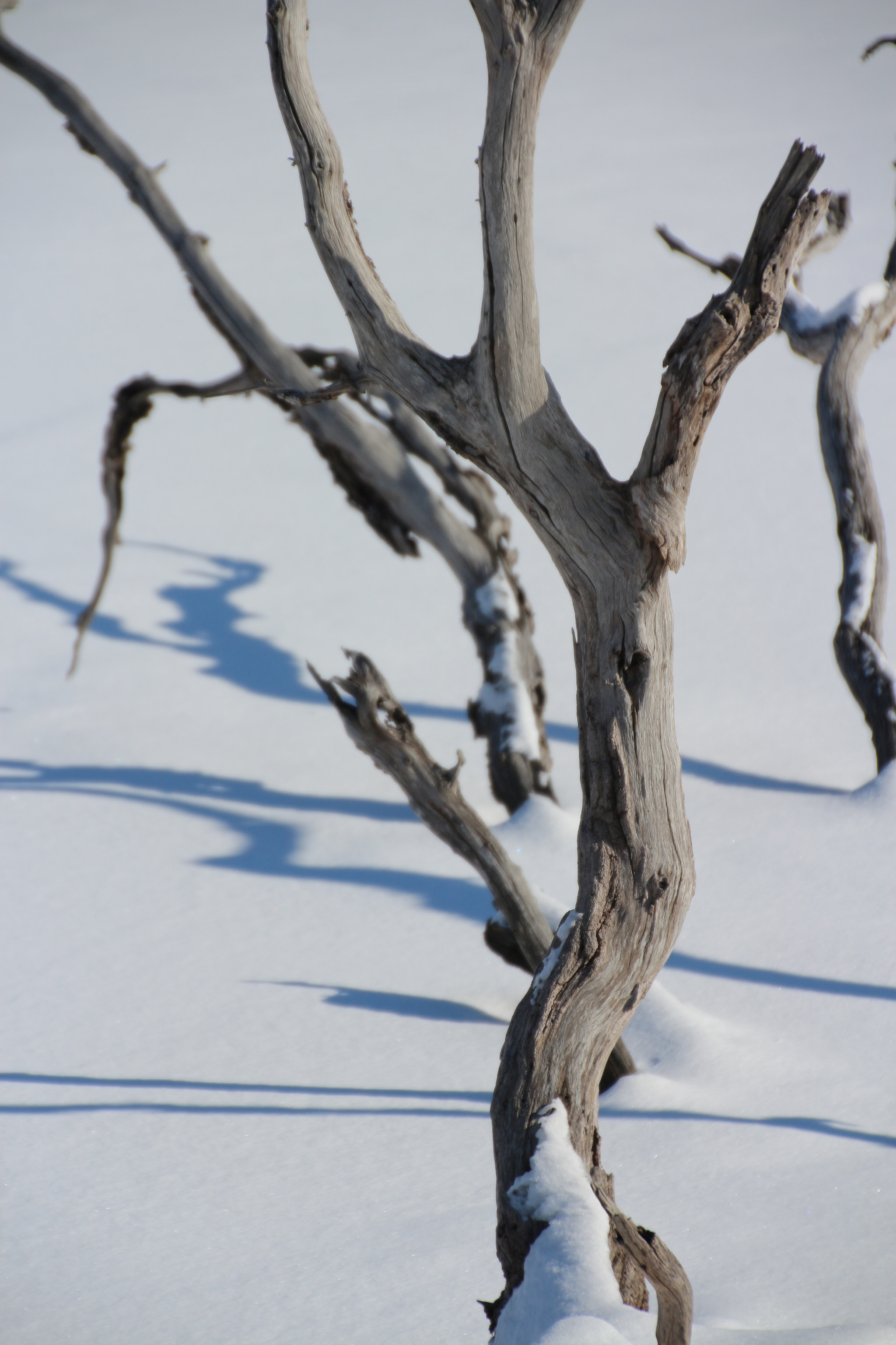 Canon EOS 650D (EOS Rebel T4i / EOS Kiss X6i) sample photo. Winter photography