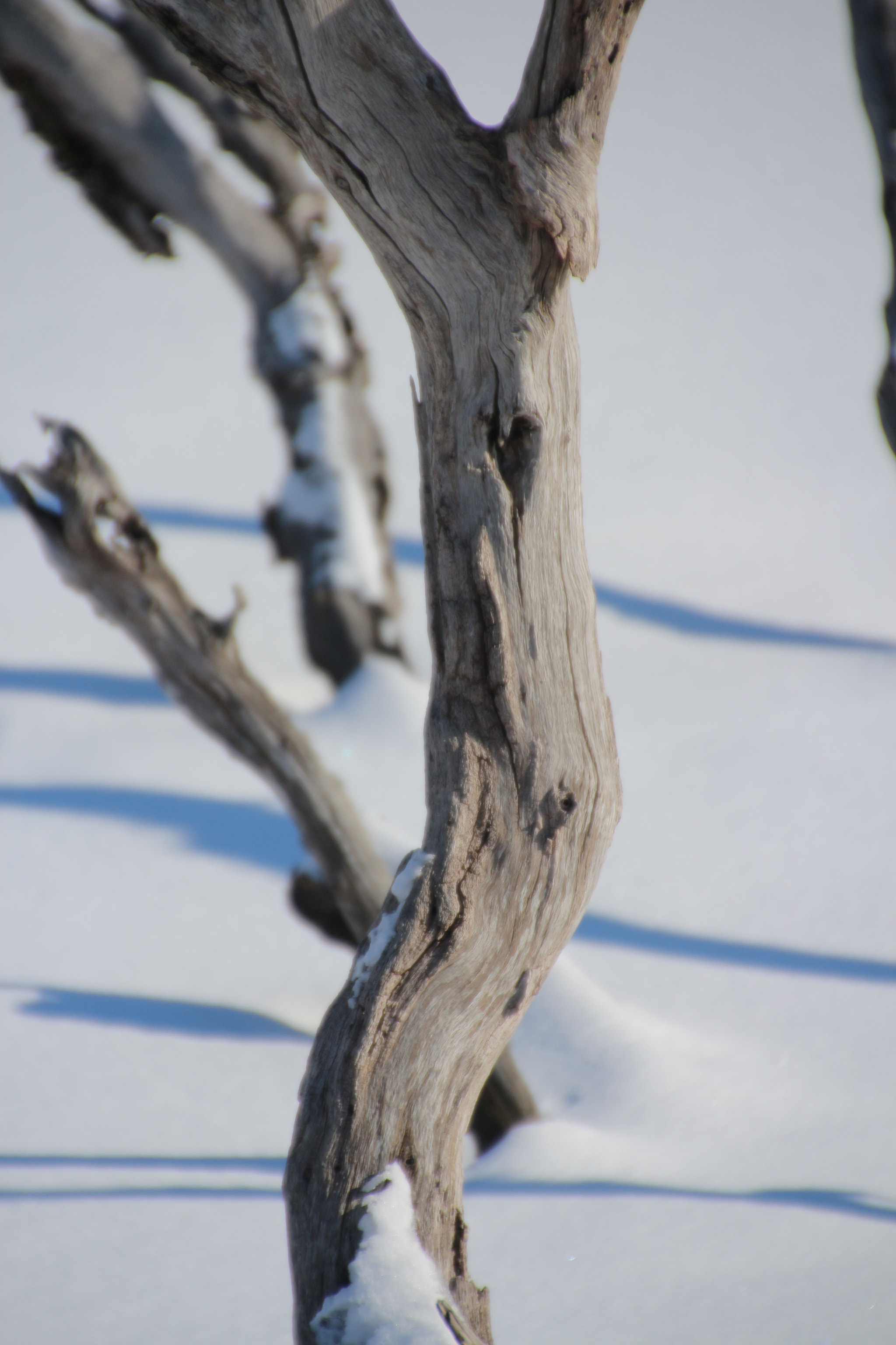 Canon EOS 650D (EOS Rebel T4i / EOS Kiss X6i) + Tamron 18-270mm F3.5-6.3 Di II VC PZD sample photo. Winter photography