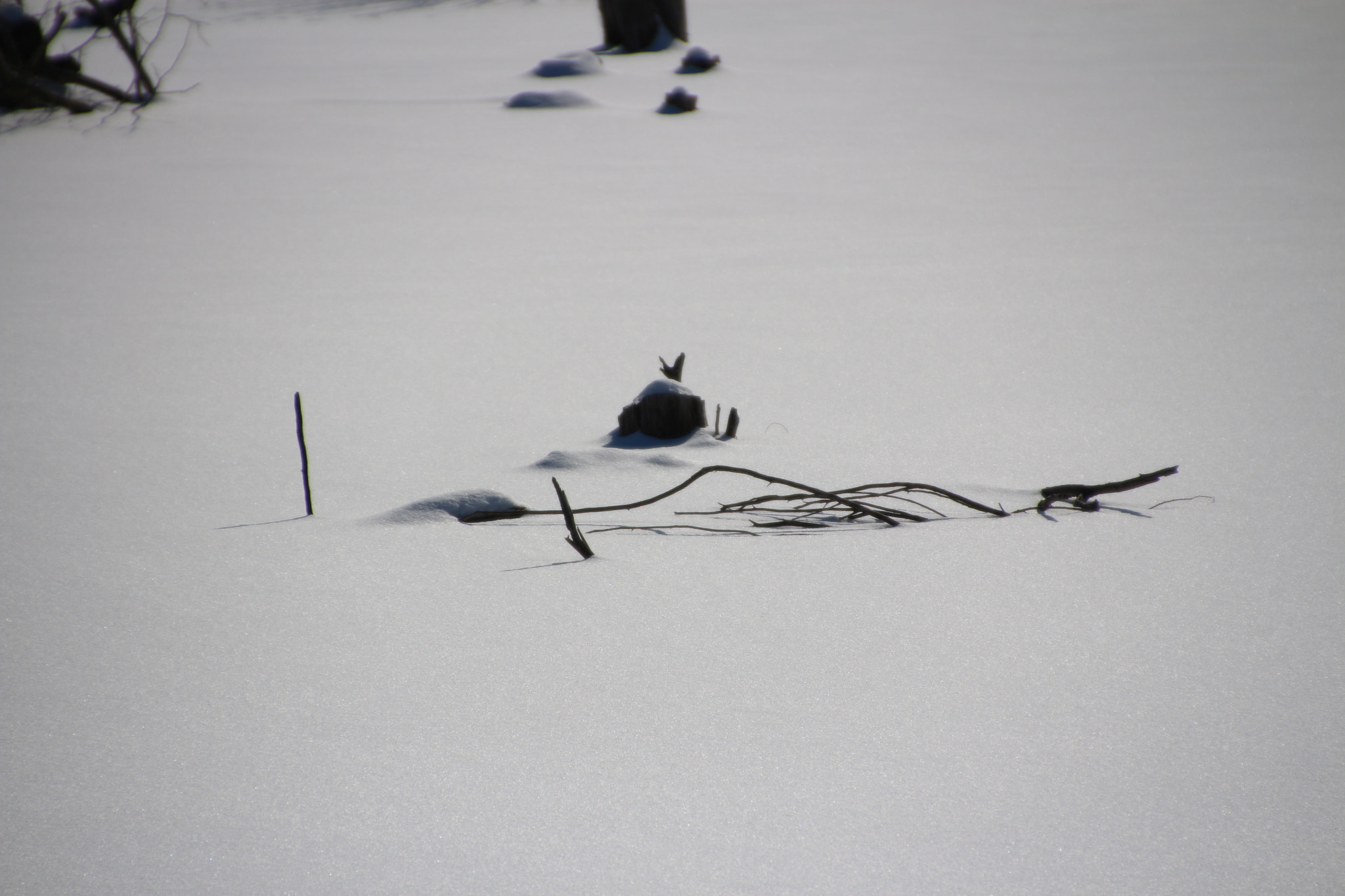 Canon EOS 650D (EOS Rebel T4i / EOS Kiss X6i) sample photo. Winter photography