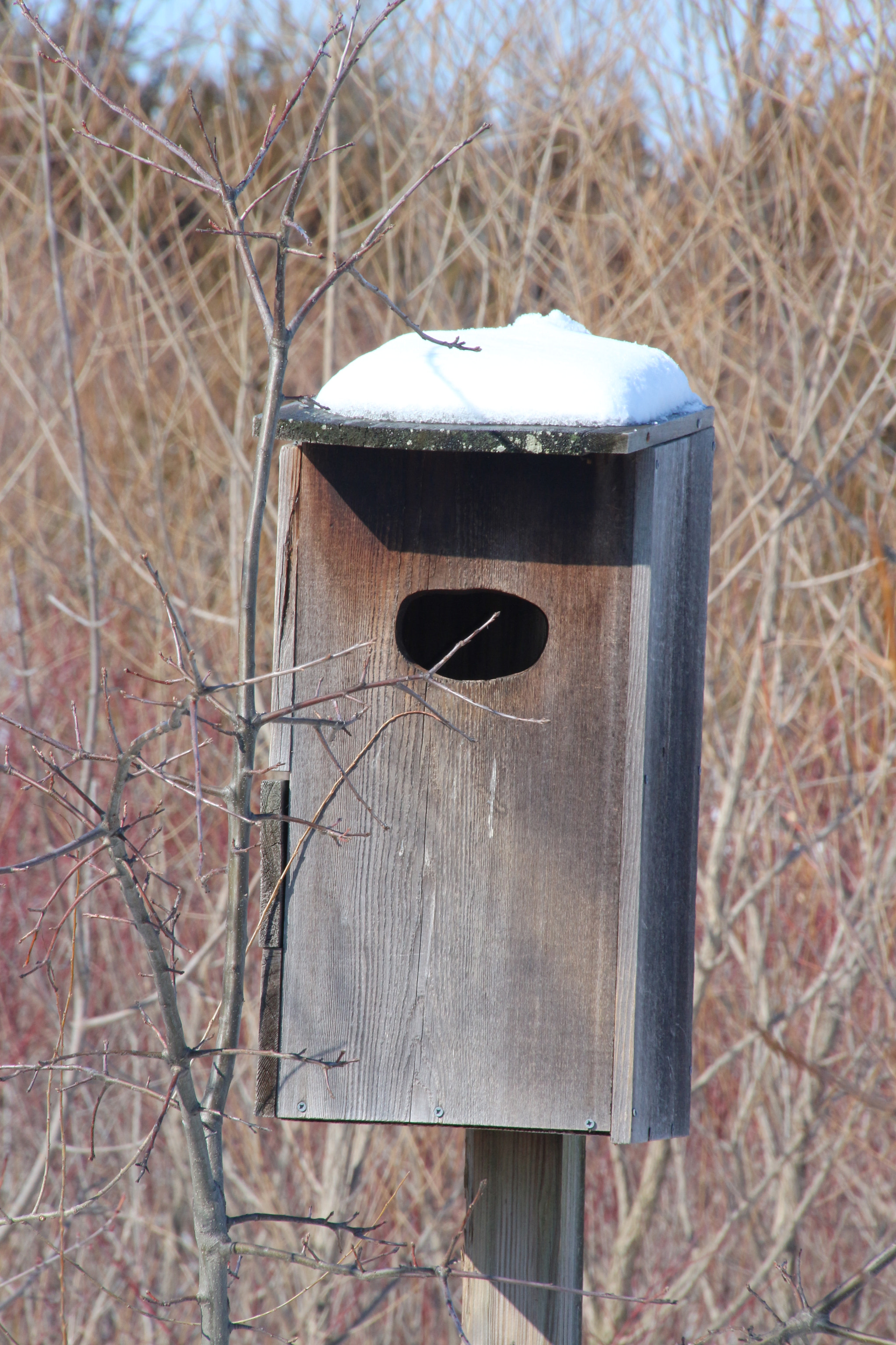 Canon EOS 650D (EOS Rebel T4i / EOS Kiss X6i) sample photo. Winter photography