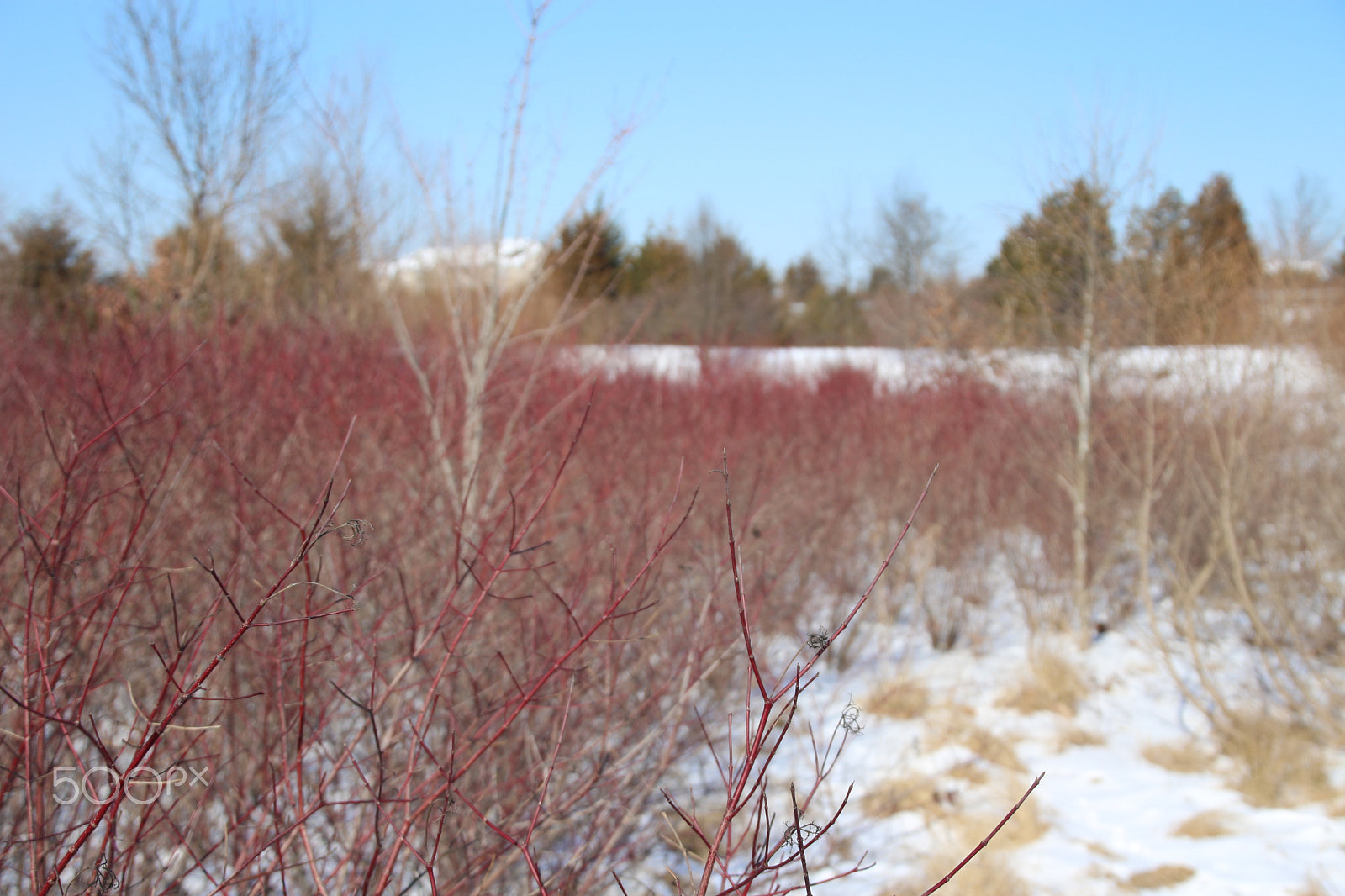 Canon EOS 650D (EOS Rebel T4i / EOS Kiss X6i) + Tamron 18-270mm F3.5-6.3 Di II VC PZD sample photo. Winter photography