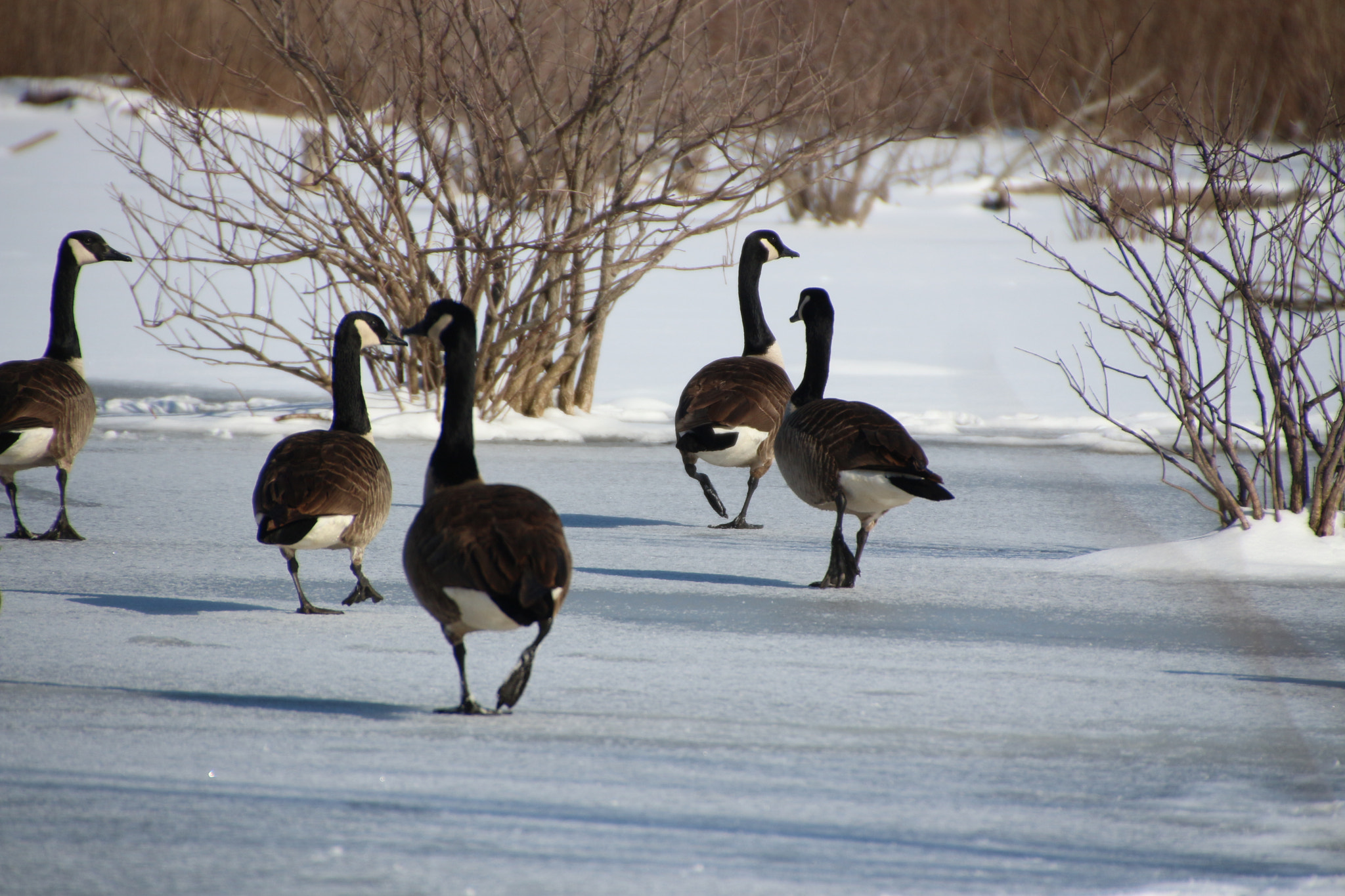 Canon EOS 650D (EOS Rebel T4i / EOS Kiss X6i) sample photo. Winter photography