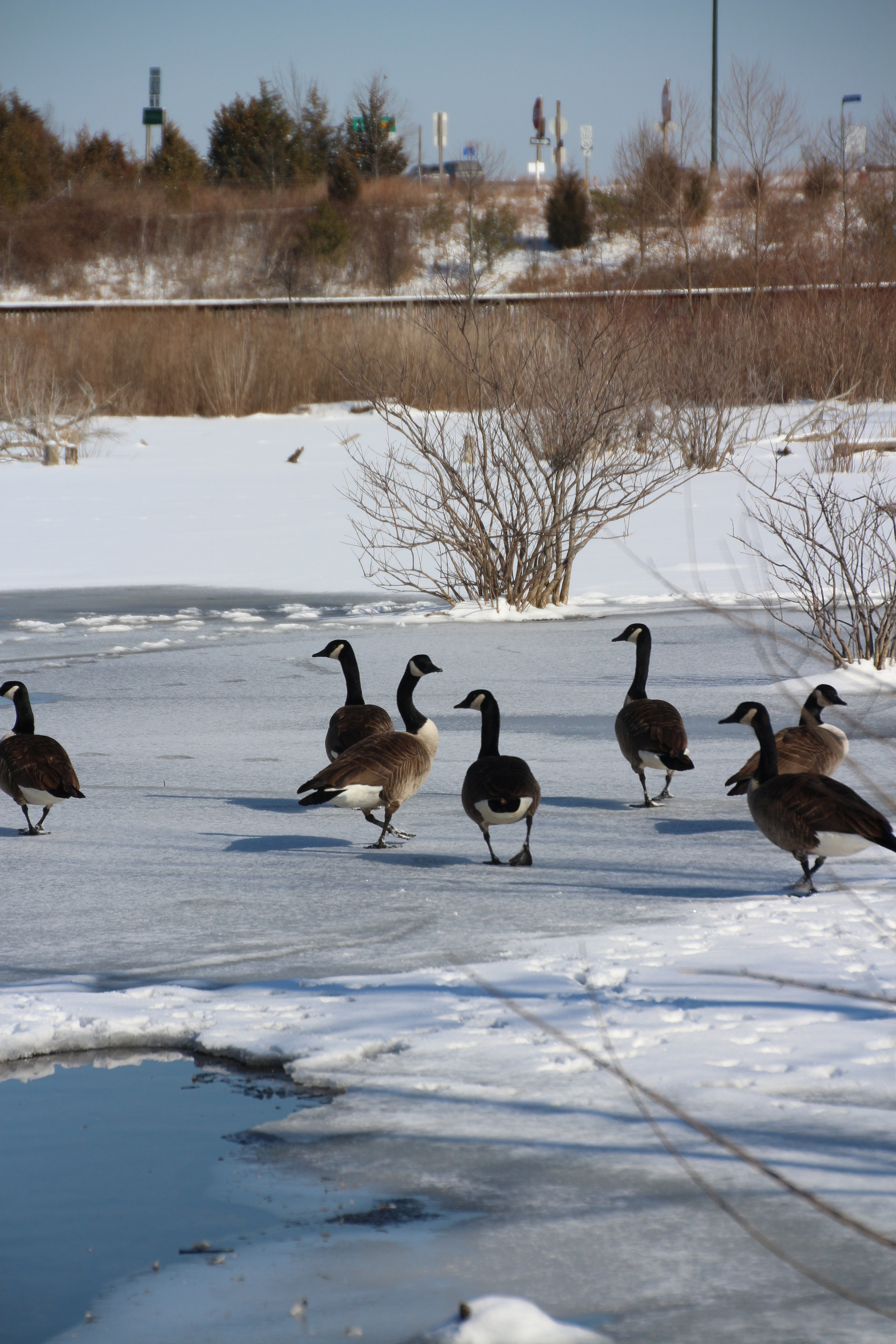 Canon EOS 650D (EOS Rebel T4i / EOS Kiss X6i) sample photo. Winter photography