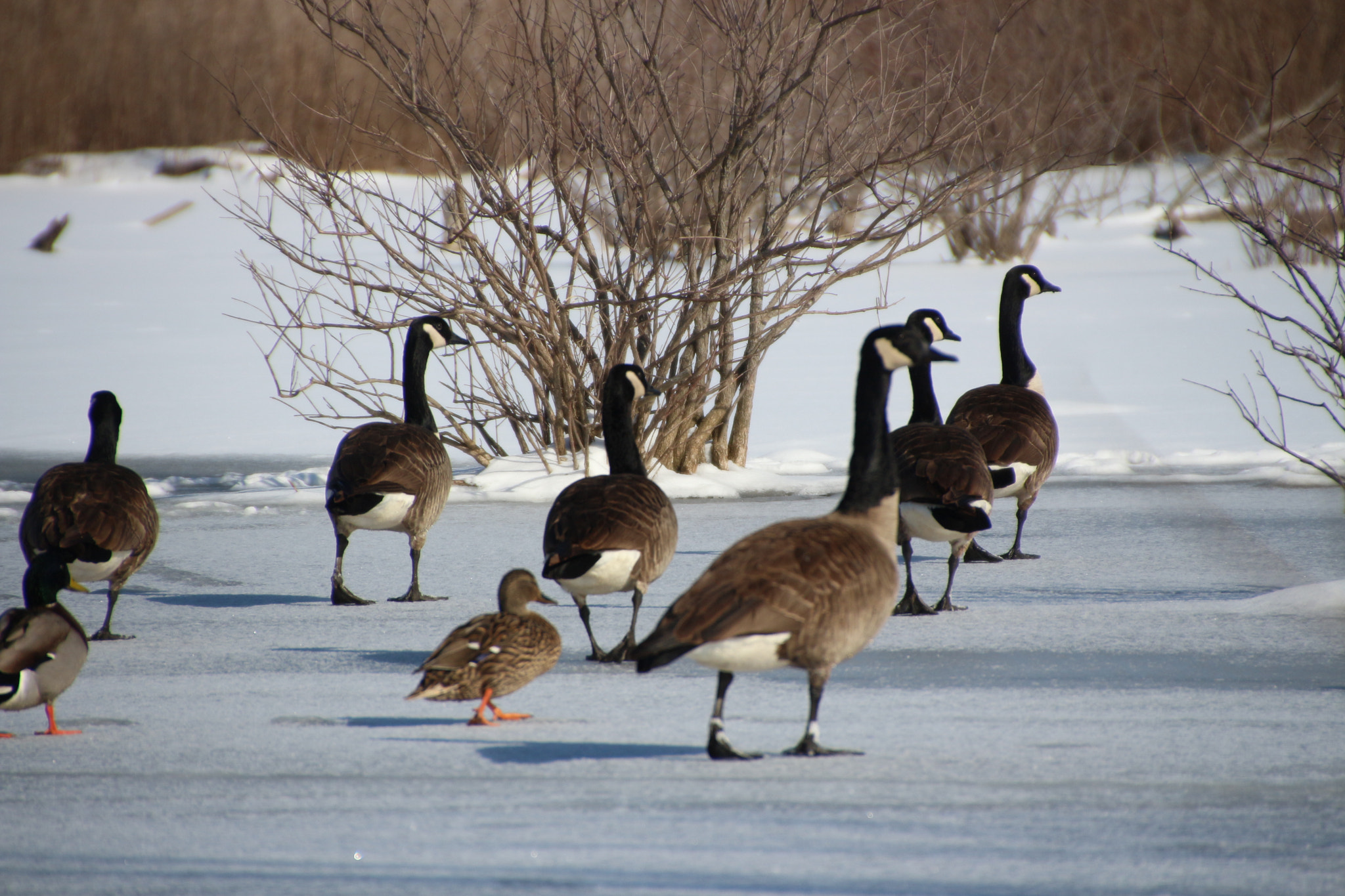 Canon EOS 650D (EOS Rebel T4i / EOS Kiss X6i) sample photo. Winter photography